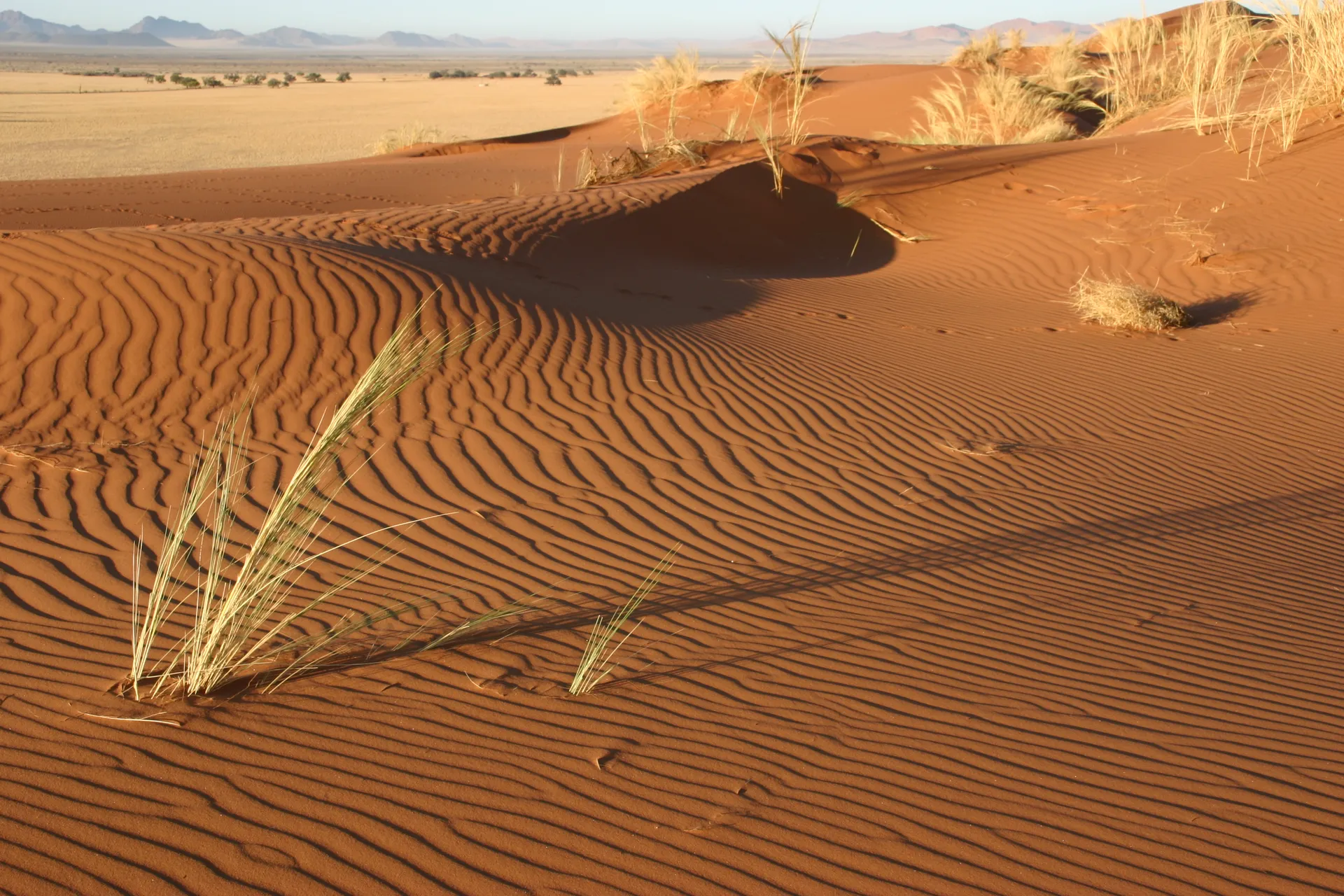 Ribbels in het rode zand [nabij Sesriem]