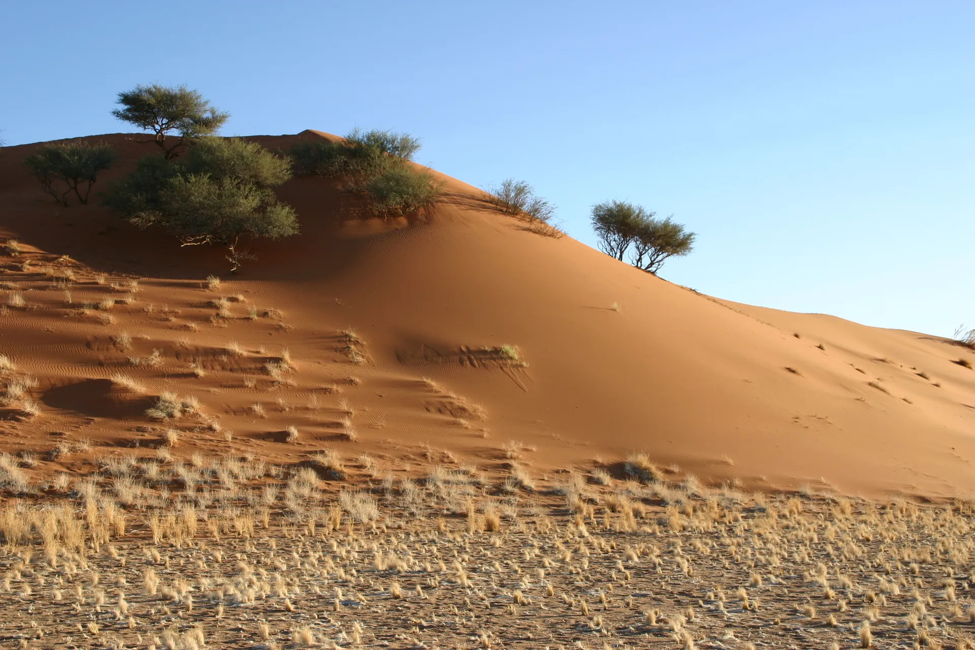 Acacia\’s in het rode zand van zandduin no.1 [nabij Sesriem]