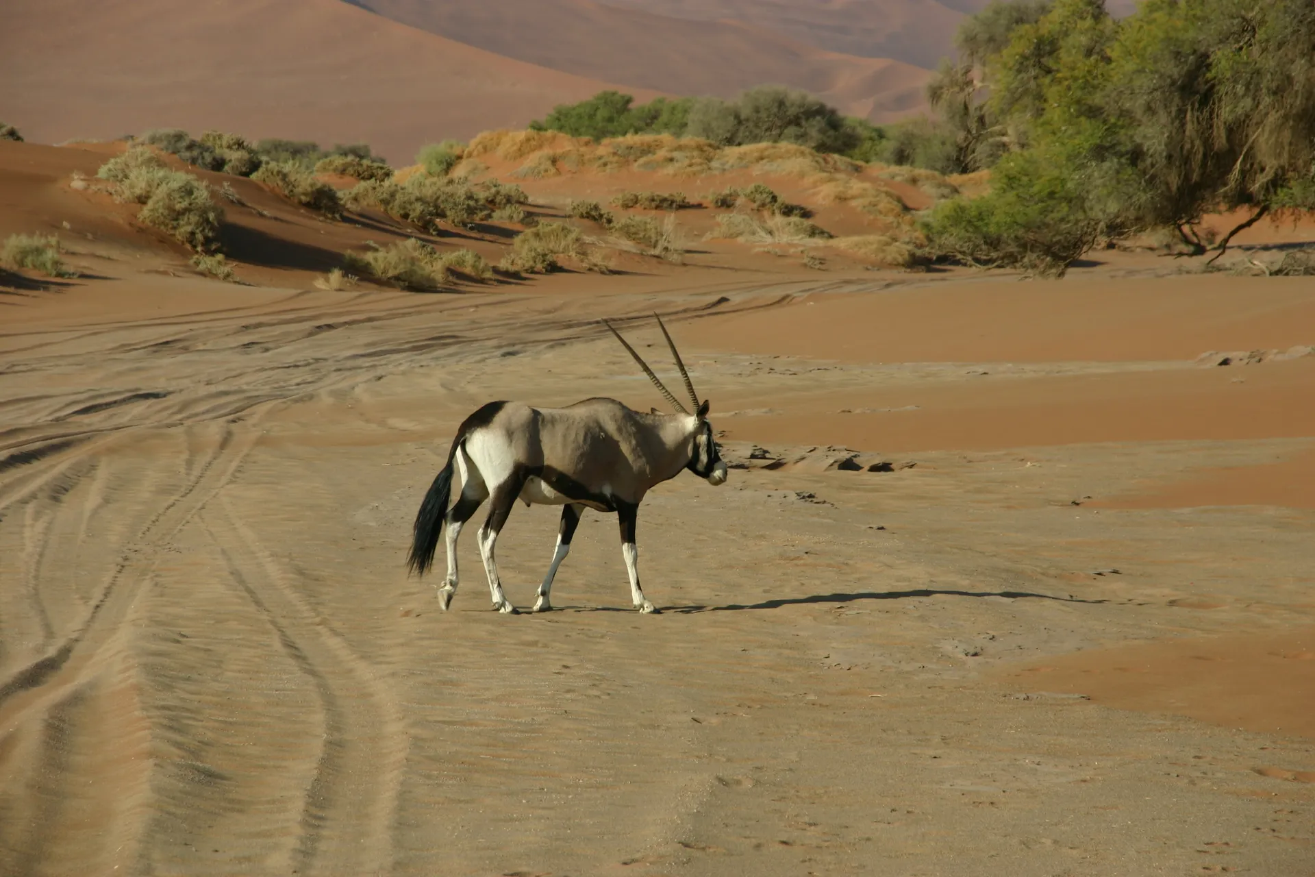 Gemsbok op het rode zand van Sossusvlei [Namibië]