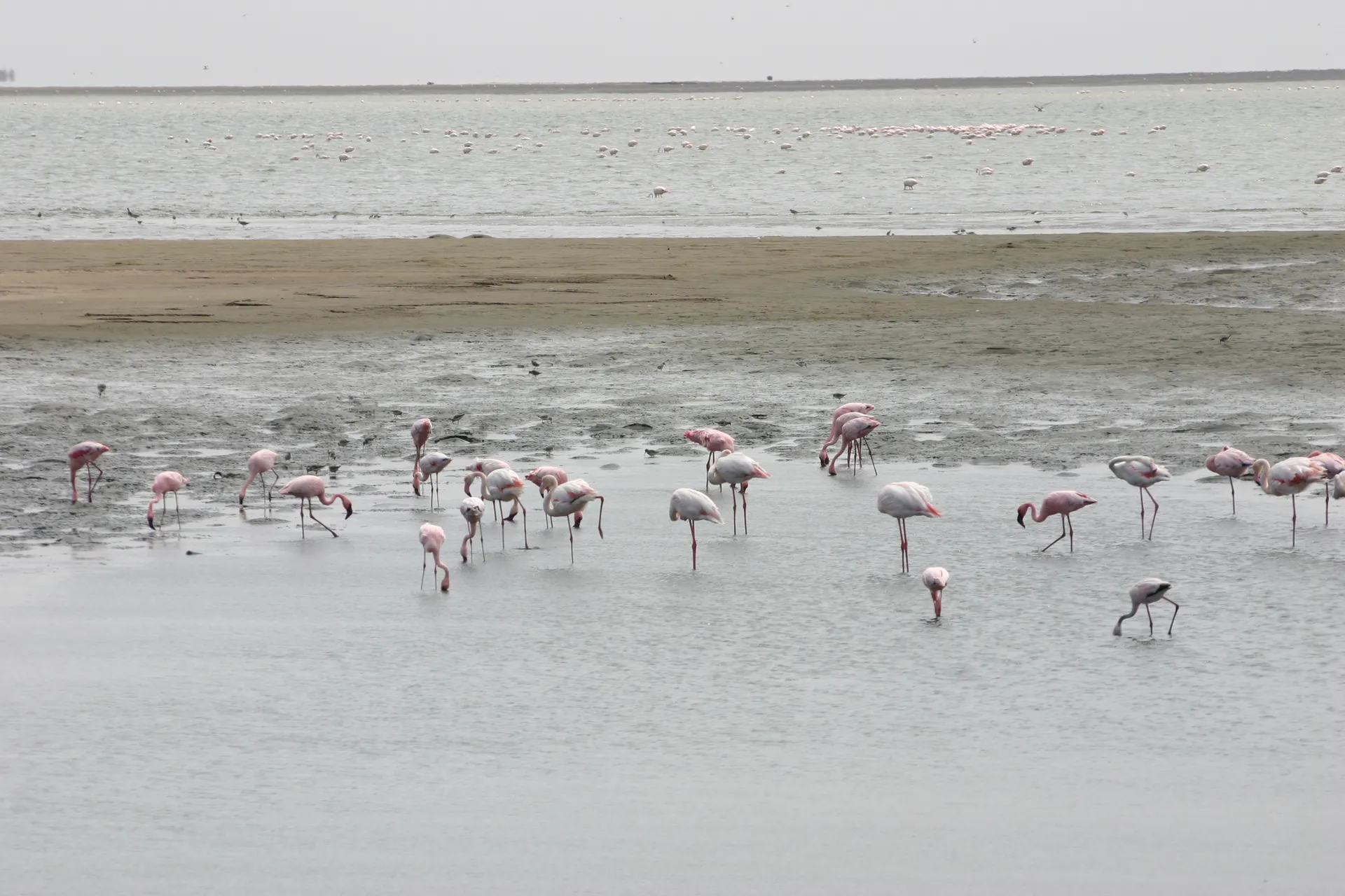 Flamingo’s aan de Atlantische kust [Walvisbaai, Namibië]