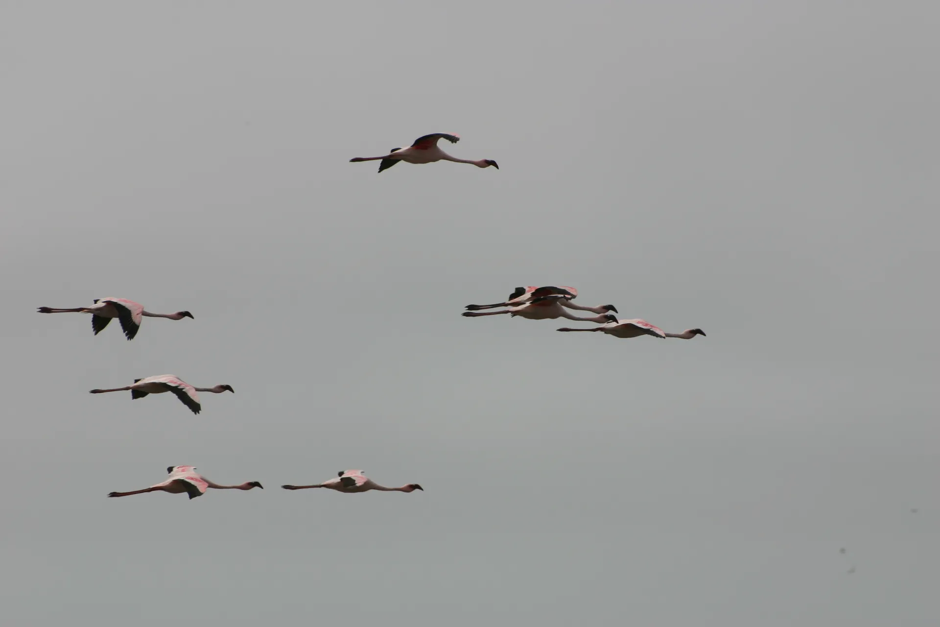 Flamingo’s in de vlucht [Walvisbaai, Namibië]