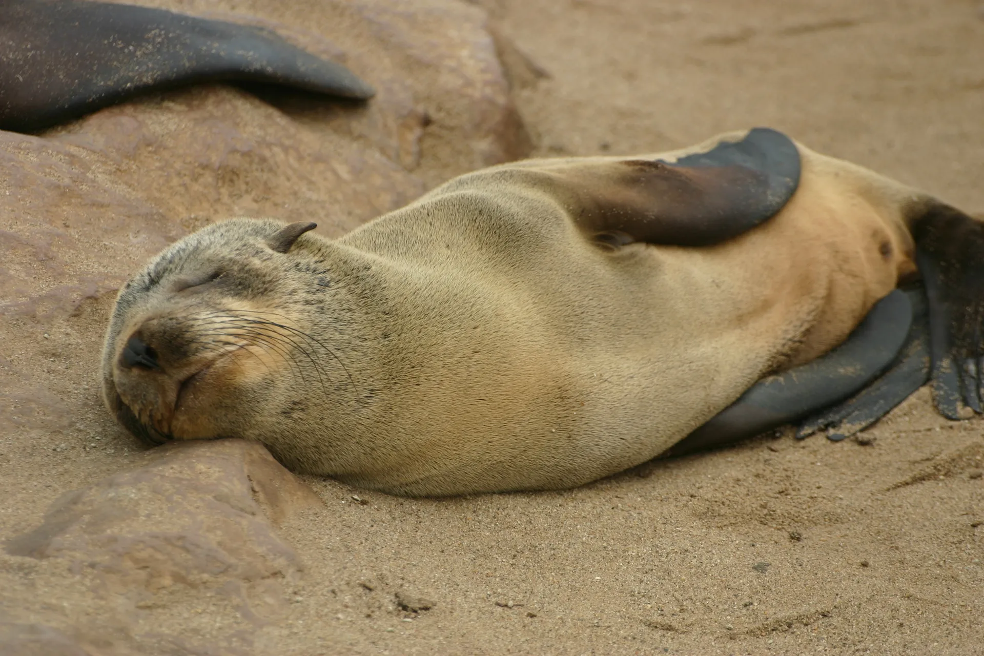 Geheel verzadigd pelsrobbenjong [Cape Cross, Namibië]