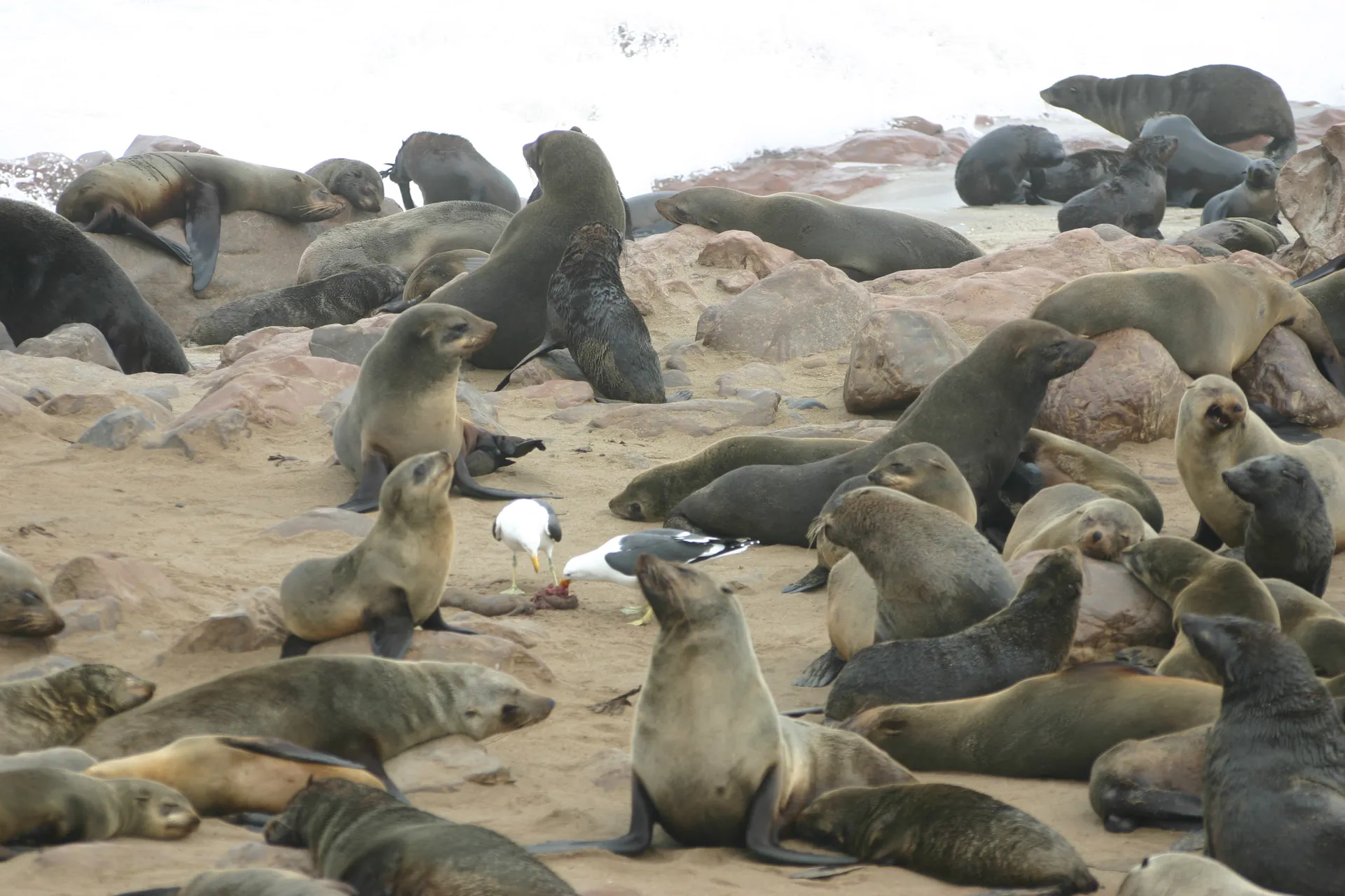 Pelsrobben kolonie [Cape Cross, Namibië]