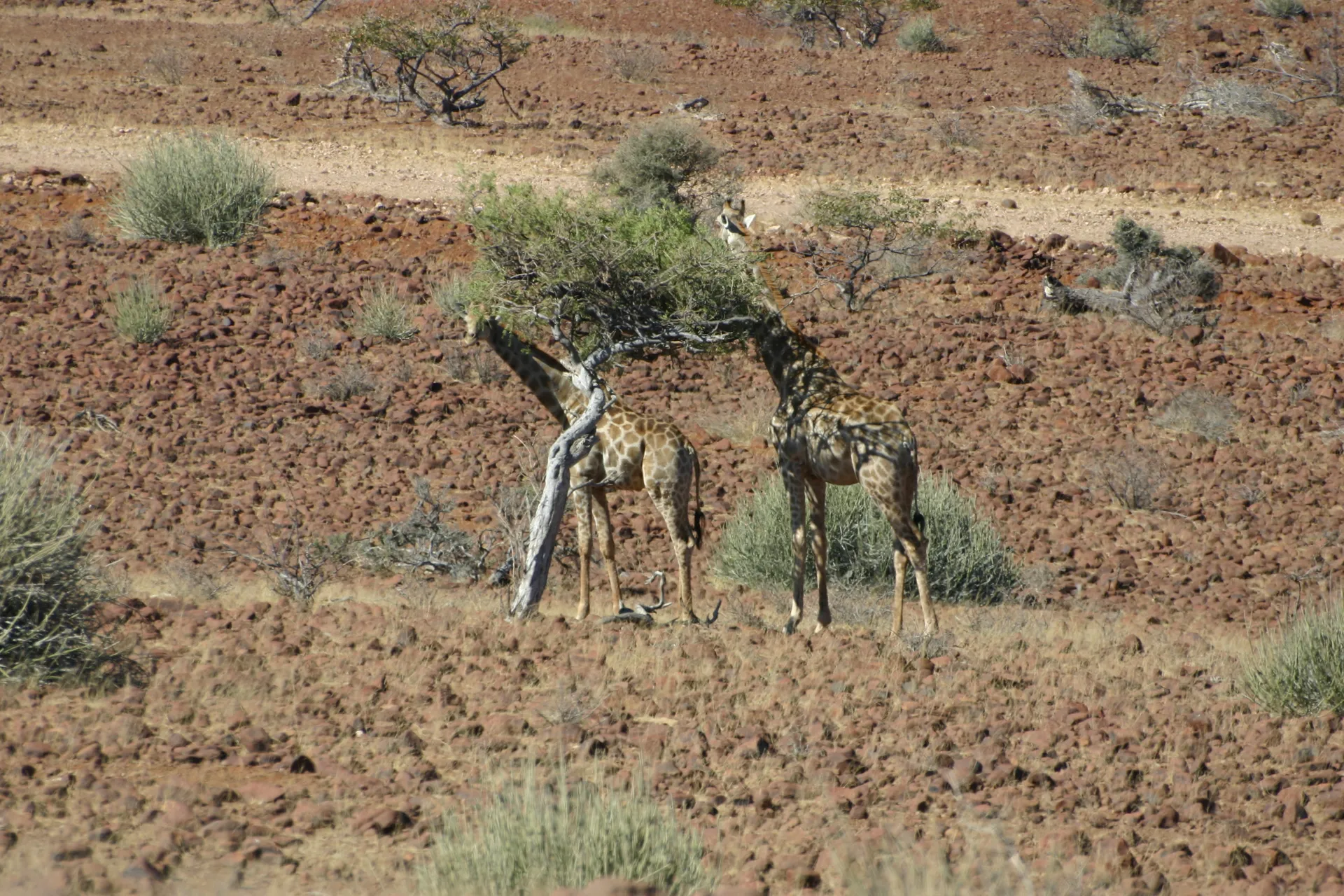 Giraffen in het rode landschap van Palmwag