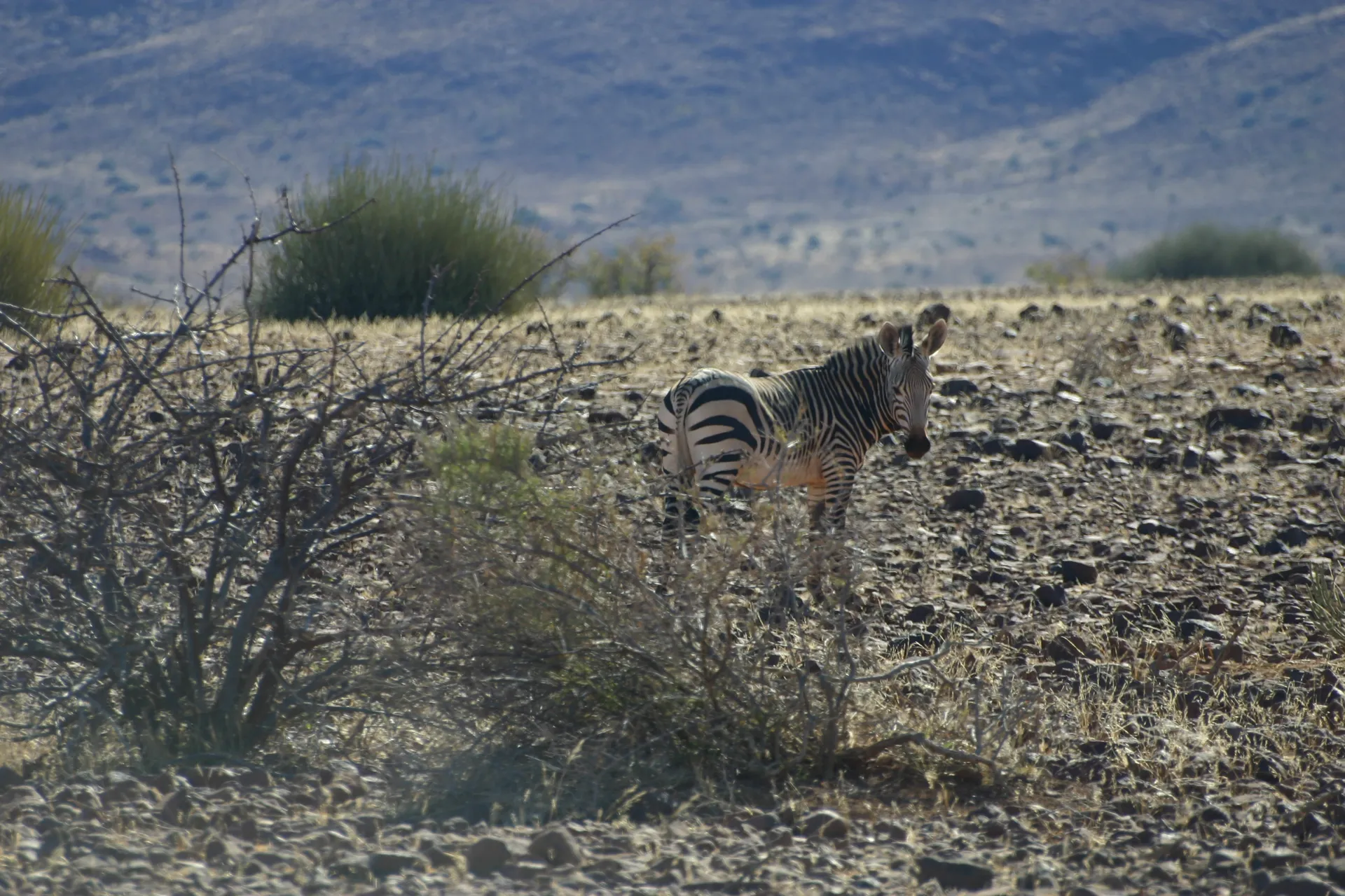 Hartmann\’s berg-zebra in het open veld van Palmwag