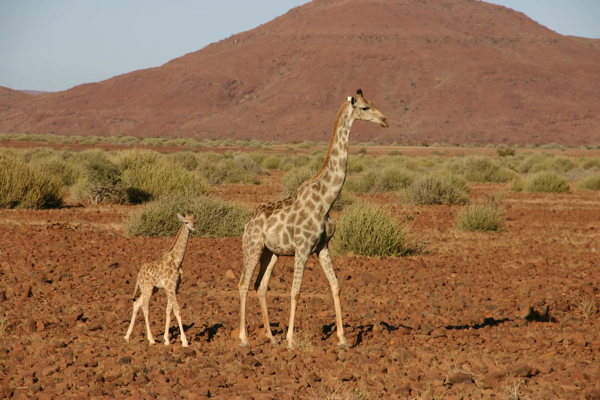 Giraffemoeder met jong in het open veld langs de weg [Palmwag]