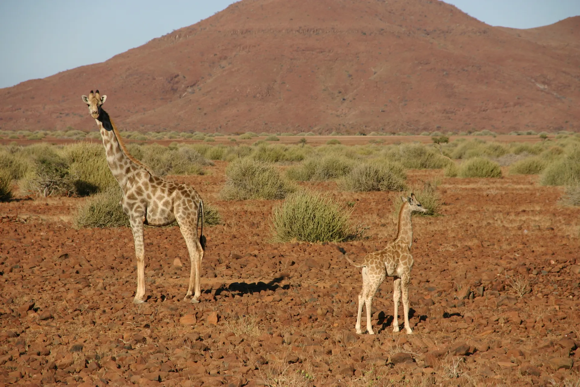 Giraffemoeder en jong wachten op ons vertrek, zodat ze eindelijk eens de weg kunnen oversteken [Palmwag]