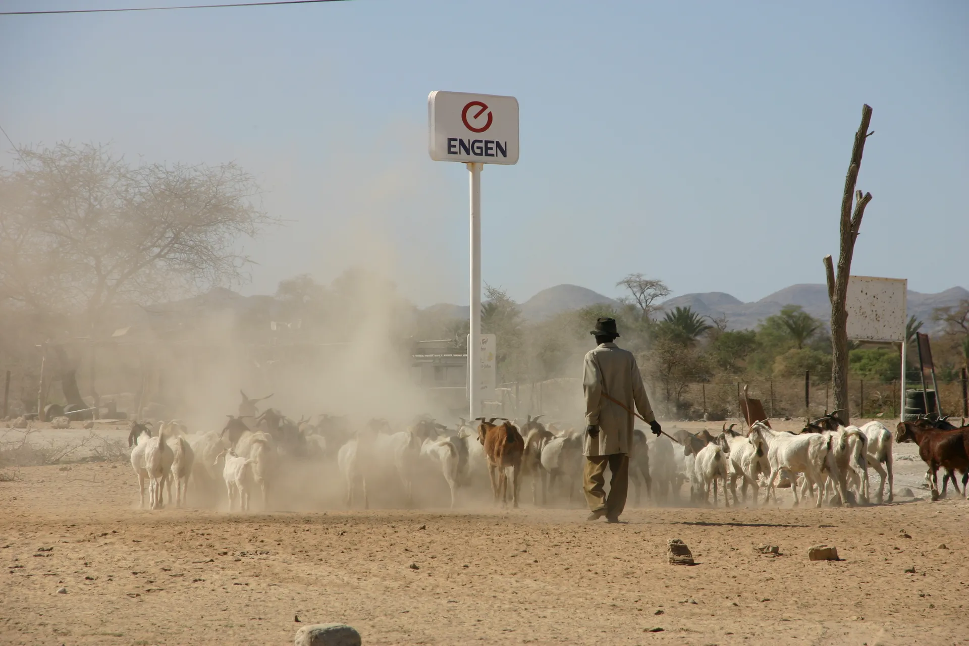 Gespleten Afrika: benzinereclame en kudde geiten op één foto