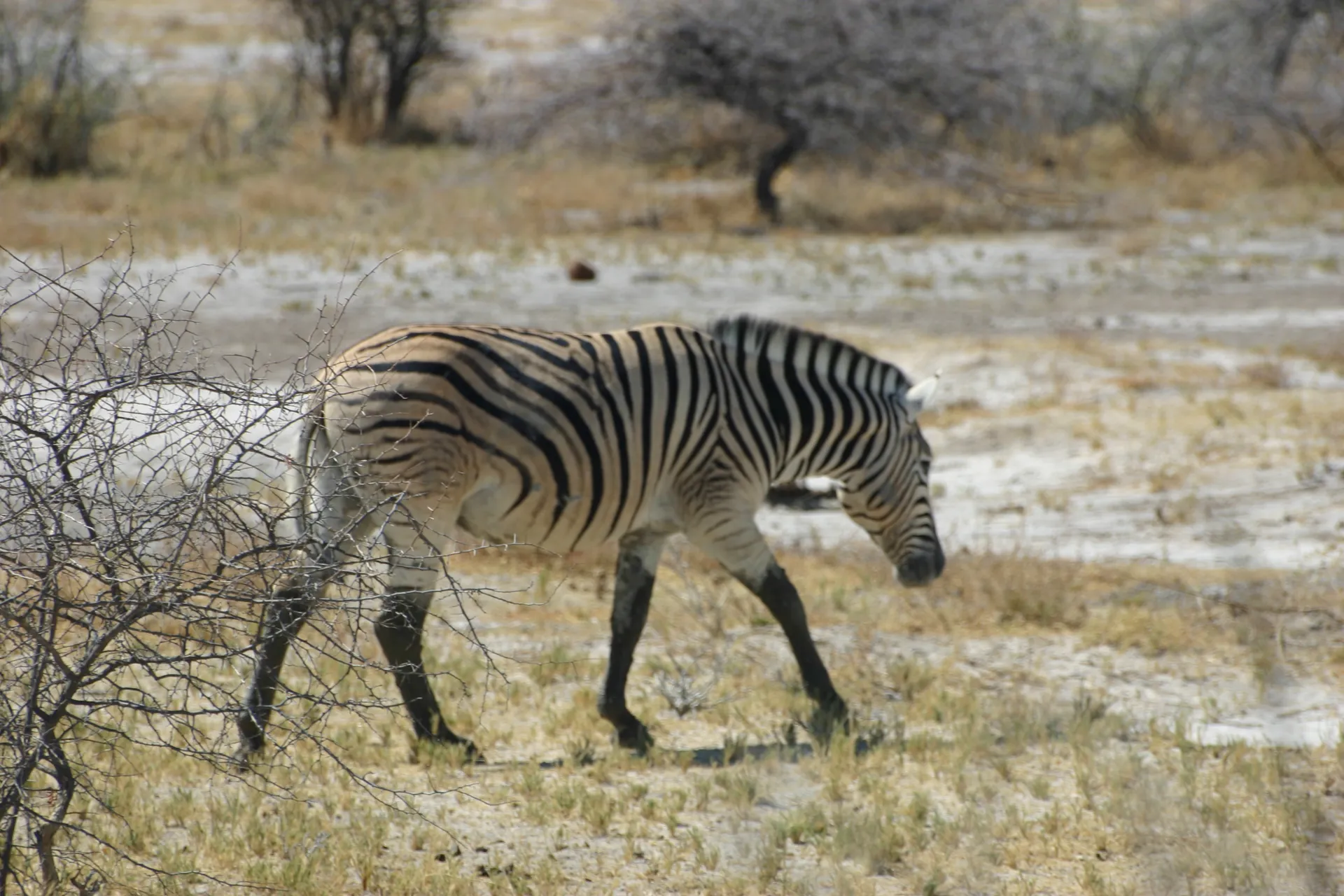 Burchell\’s zebra [Etosha park]