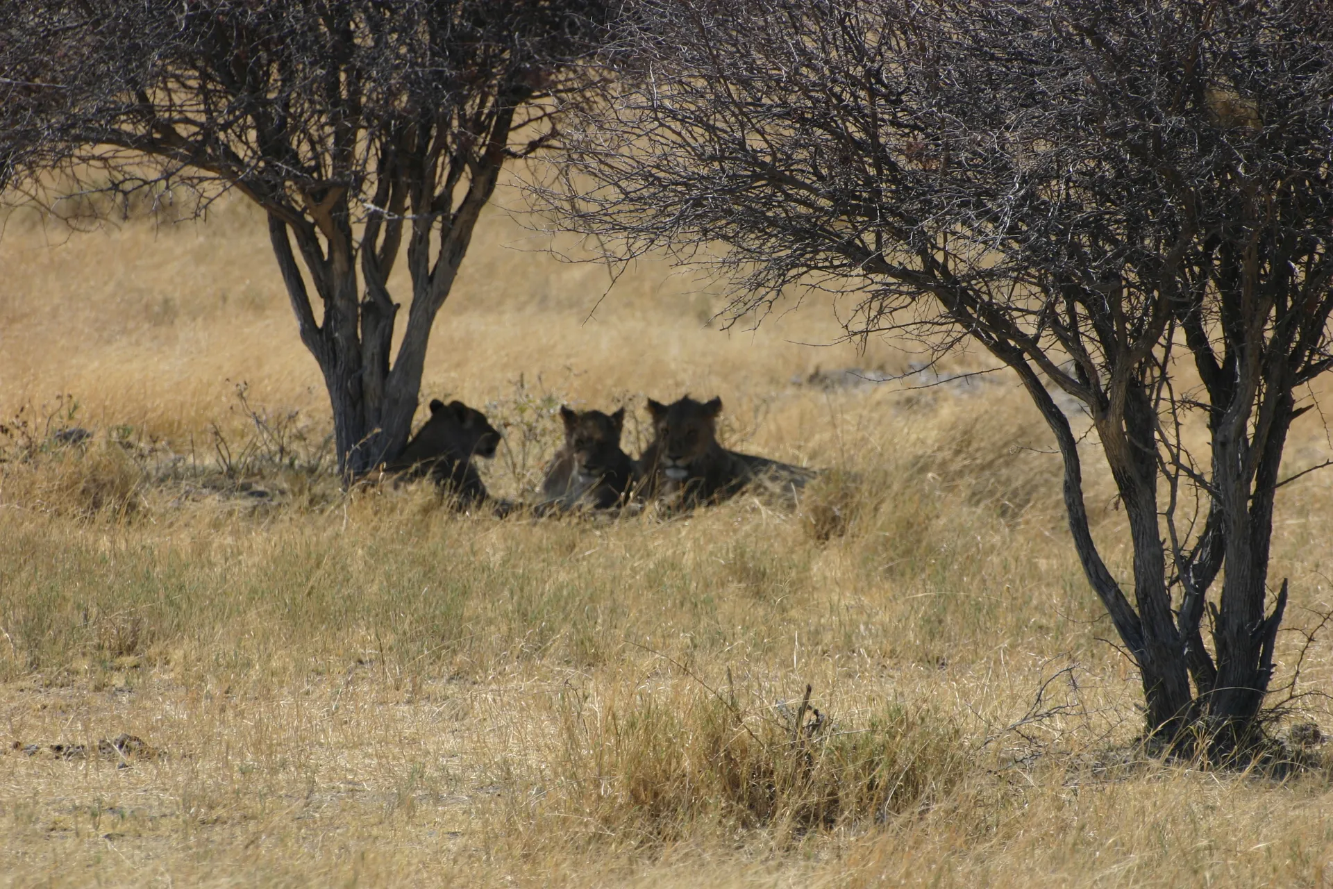 Een drietal luie leeuwen onder een boom [Etosha park]
