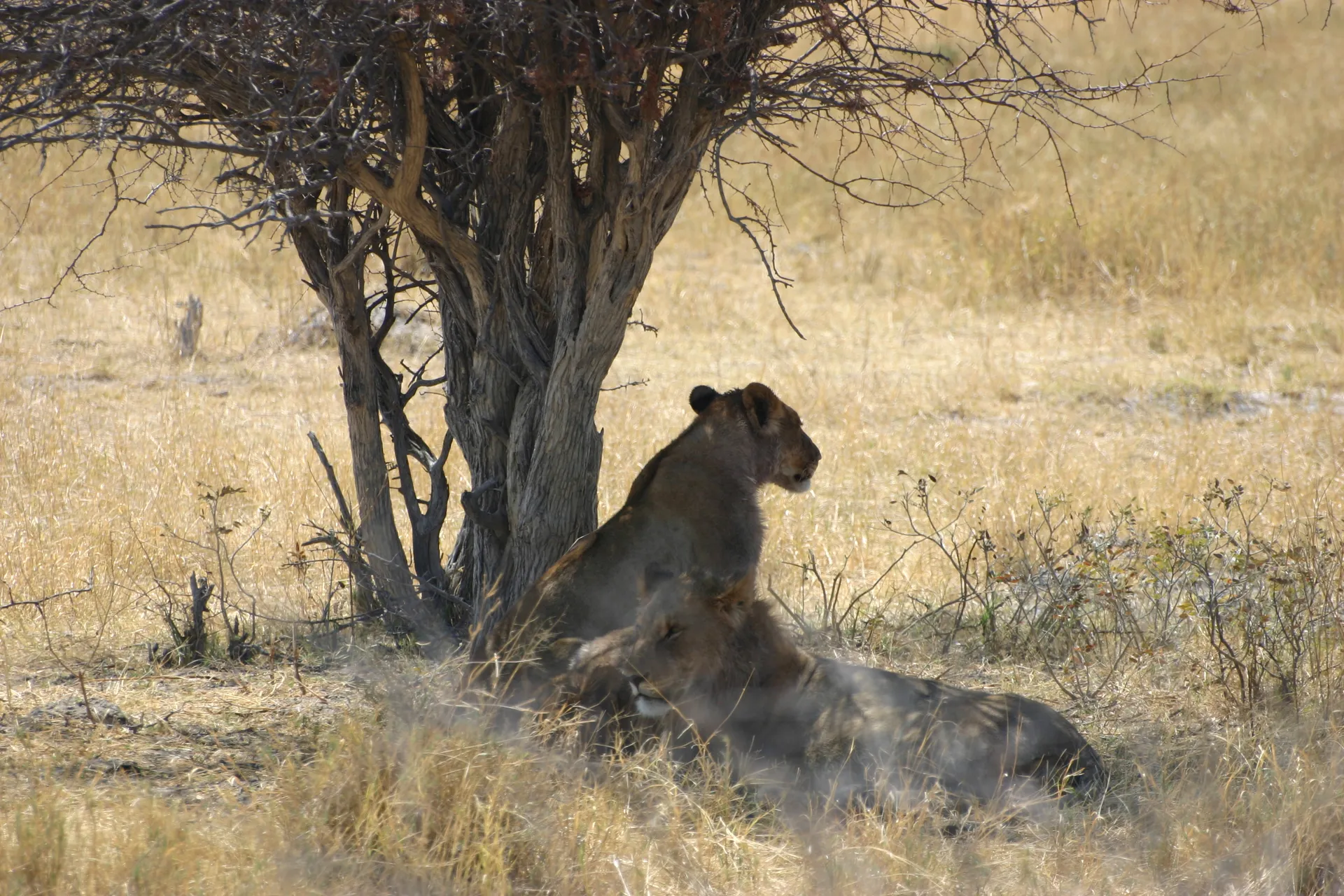 Overdag in de schaduw is de beste plek voor een wel-doorvoede leeuw [Etosha park]