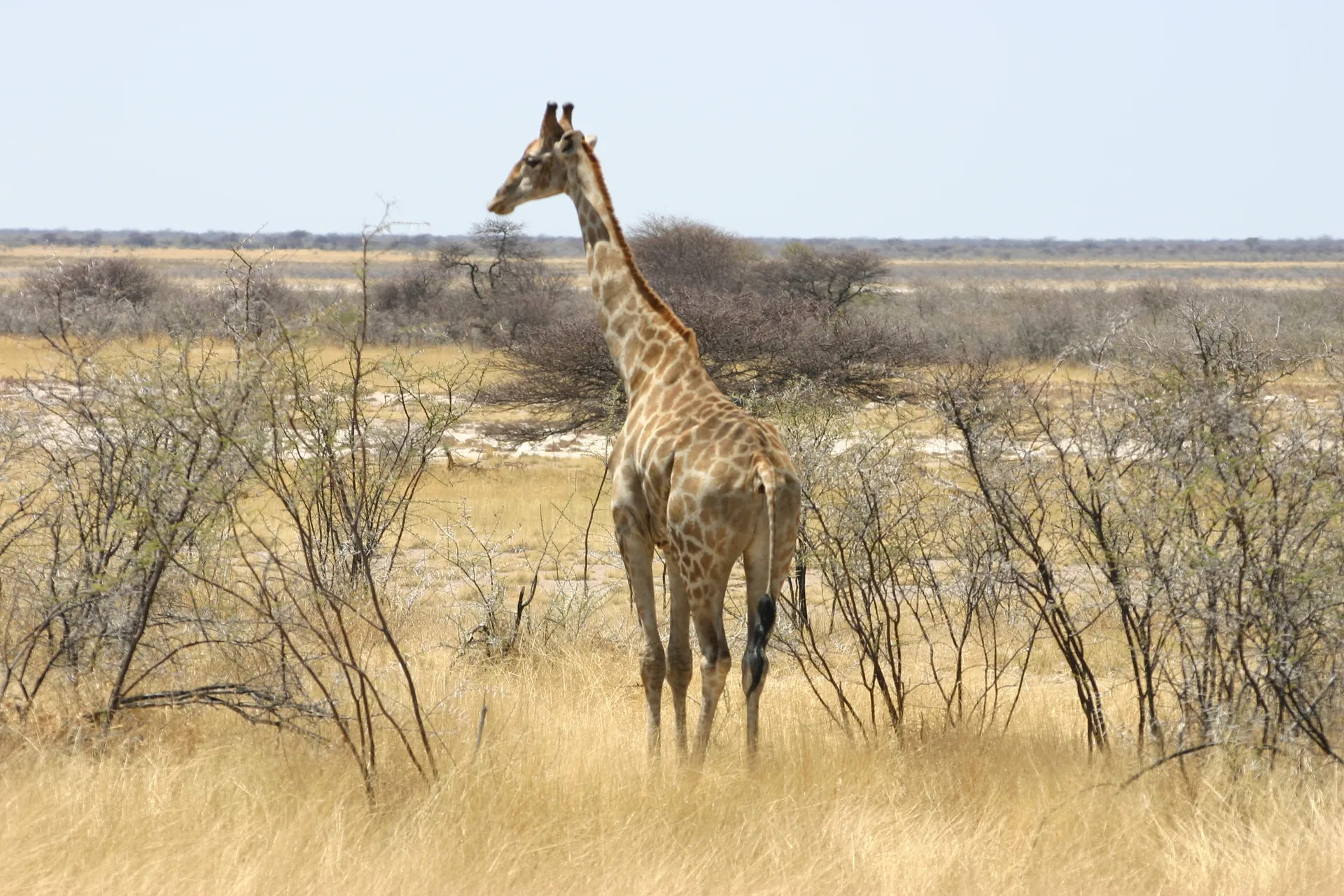 In Etosha park lopen de giraffen tussen betrekkelijk lage begroeiing