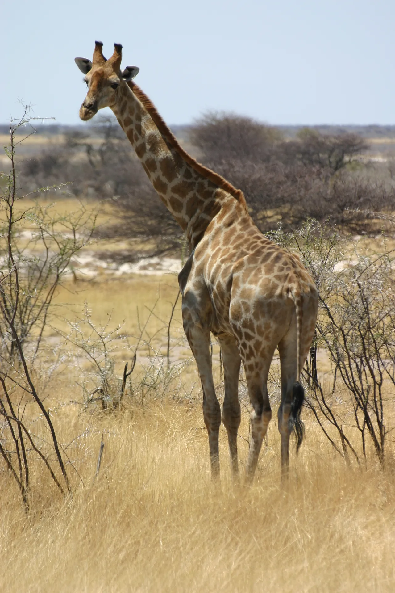 Eerst een veilige afstand nemen, dan nieuwsgierig achterom kijken [Etosha park]