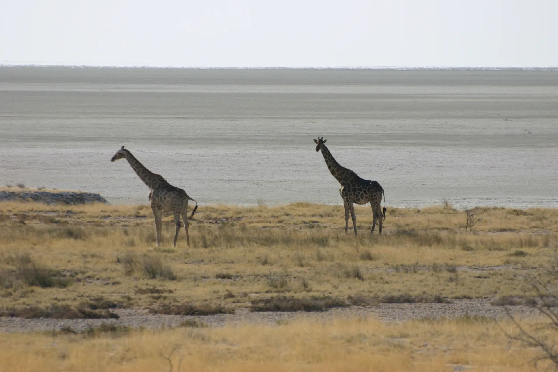 Twee giraffen steken als silhouet af tegen de zoutvlakte van de Etosha pan