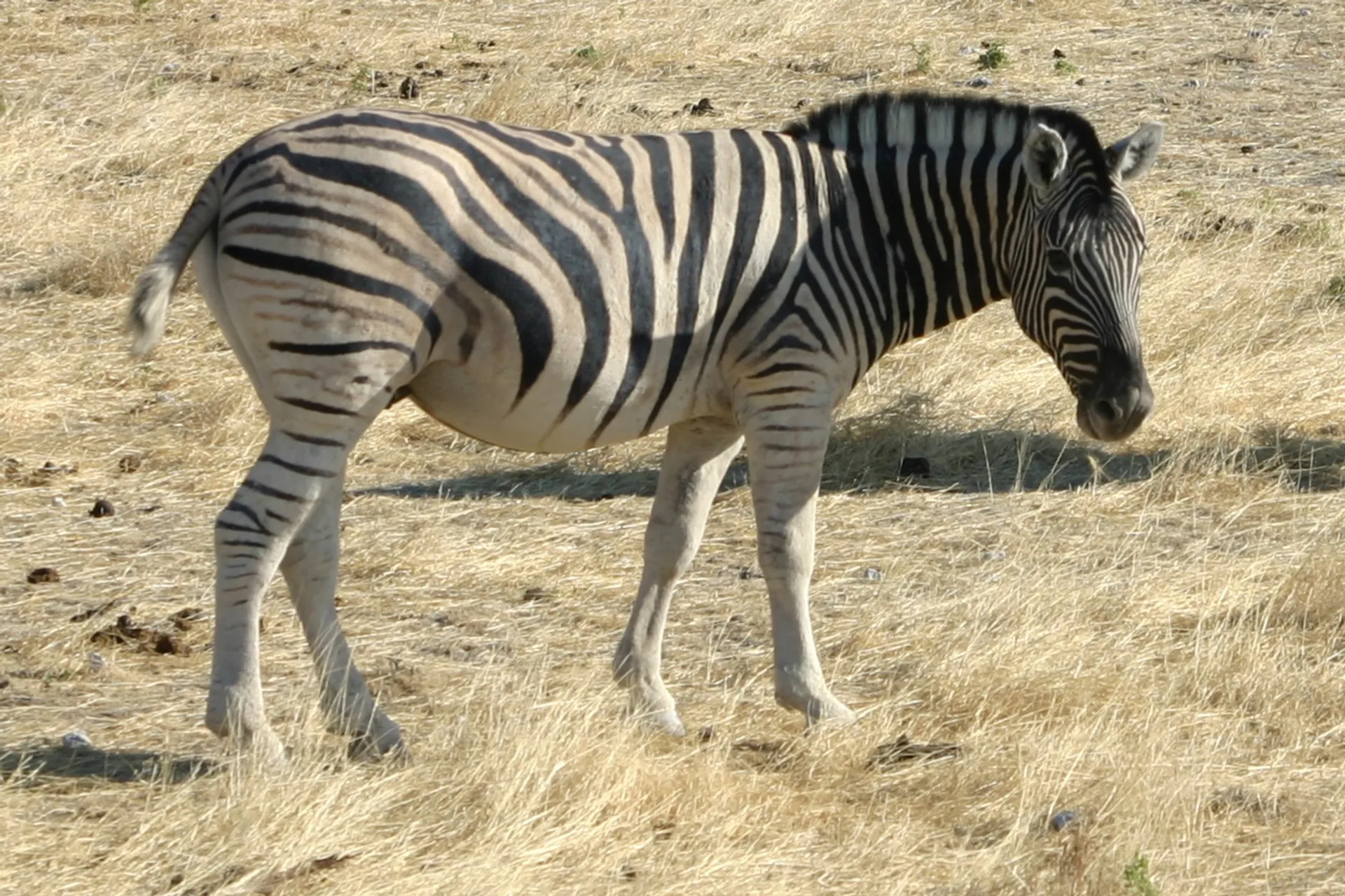 Burchell\’s zebra, let op de kleur van de strepen [Etosha park]