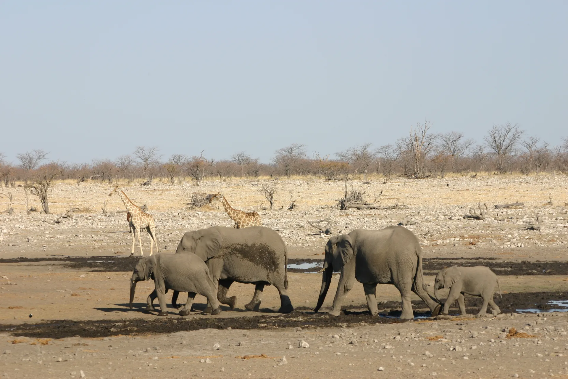 Van rechts nadert een groep vrouwtjes met jongen [Etosha park]