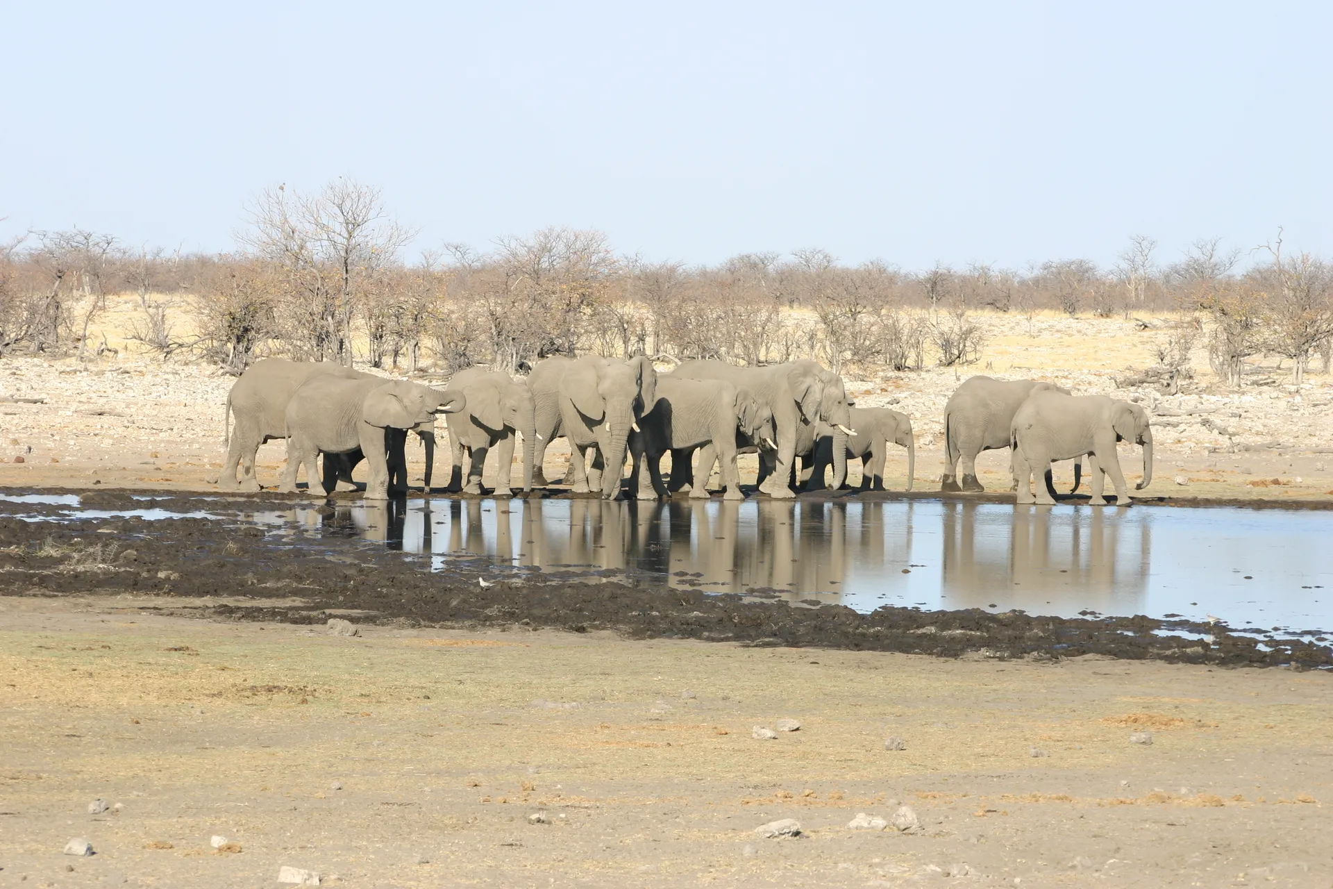 Kudde olifanten aan het drinken en badderen bij een waterplaats [Etosha park]