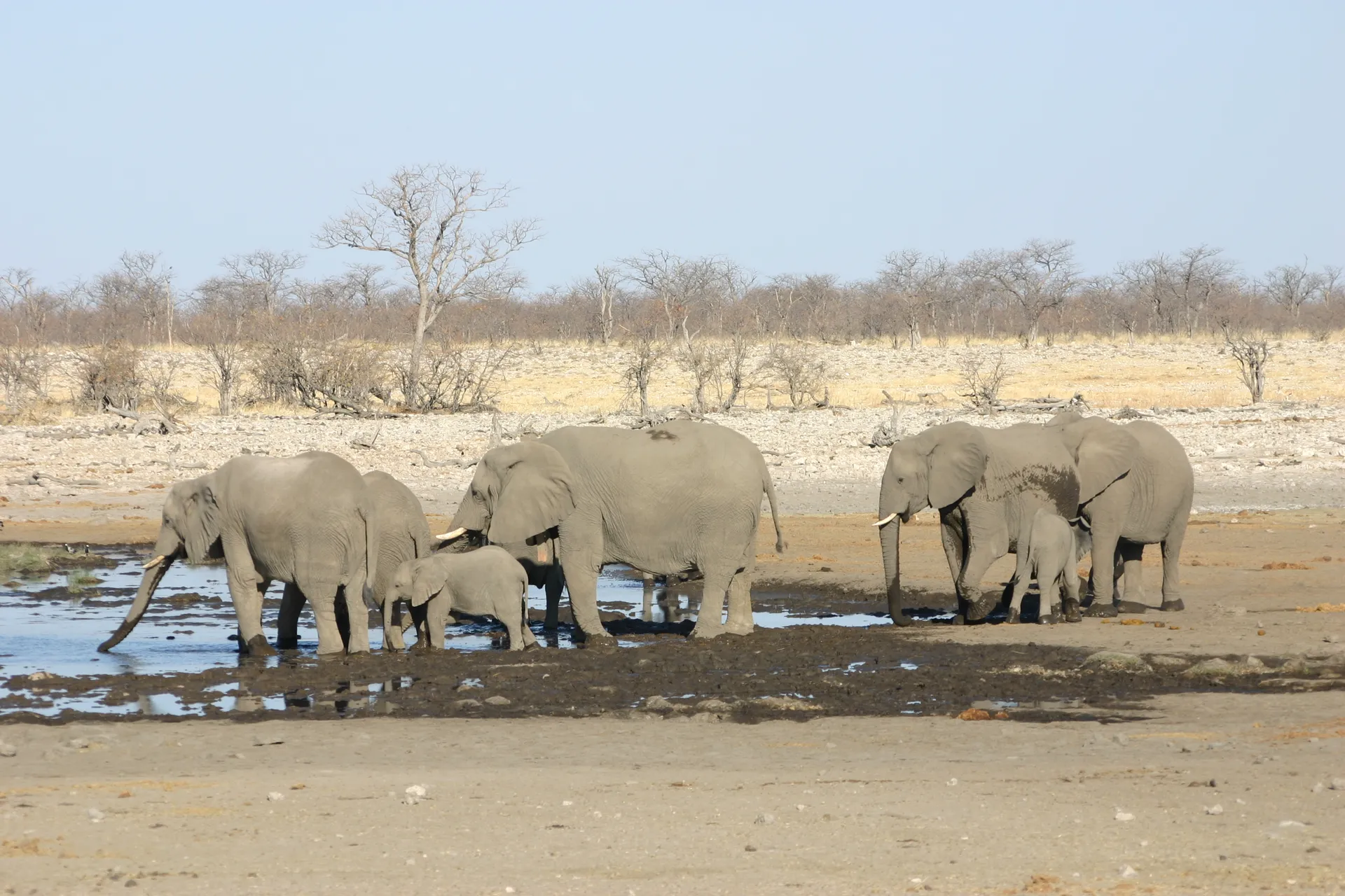 De groep vrouwtjes met jongen aan de rand van de waterplaats [Etosha park]