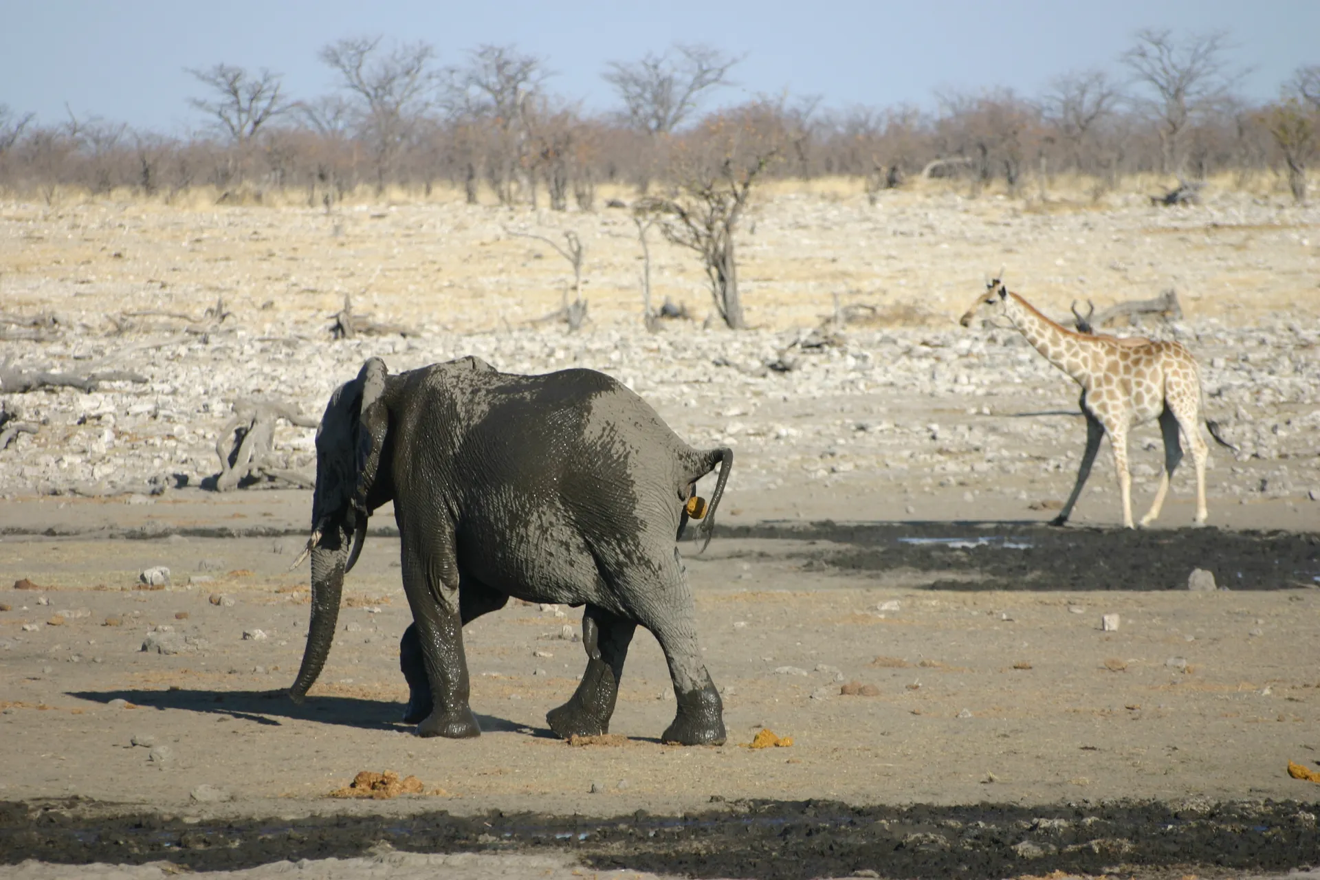 Dit jong raakt wat achterop, want de grote boodschap gaat voor [Etosha park]