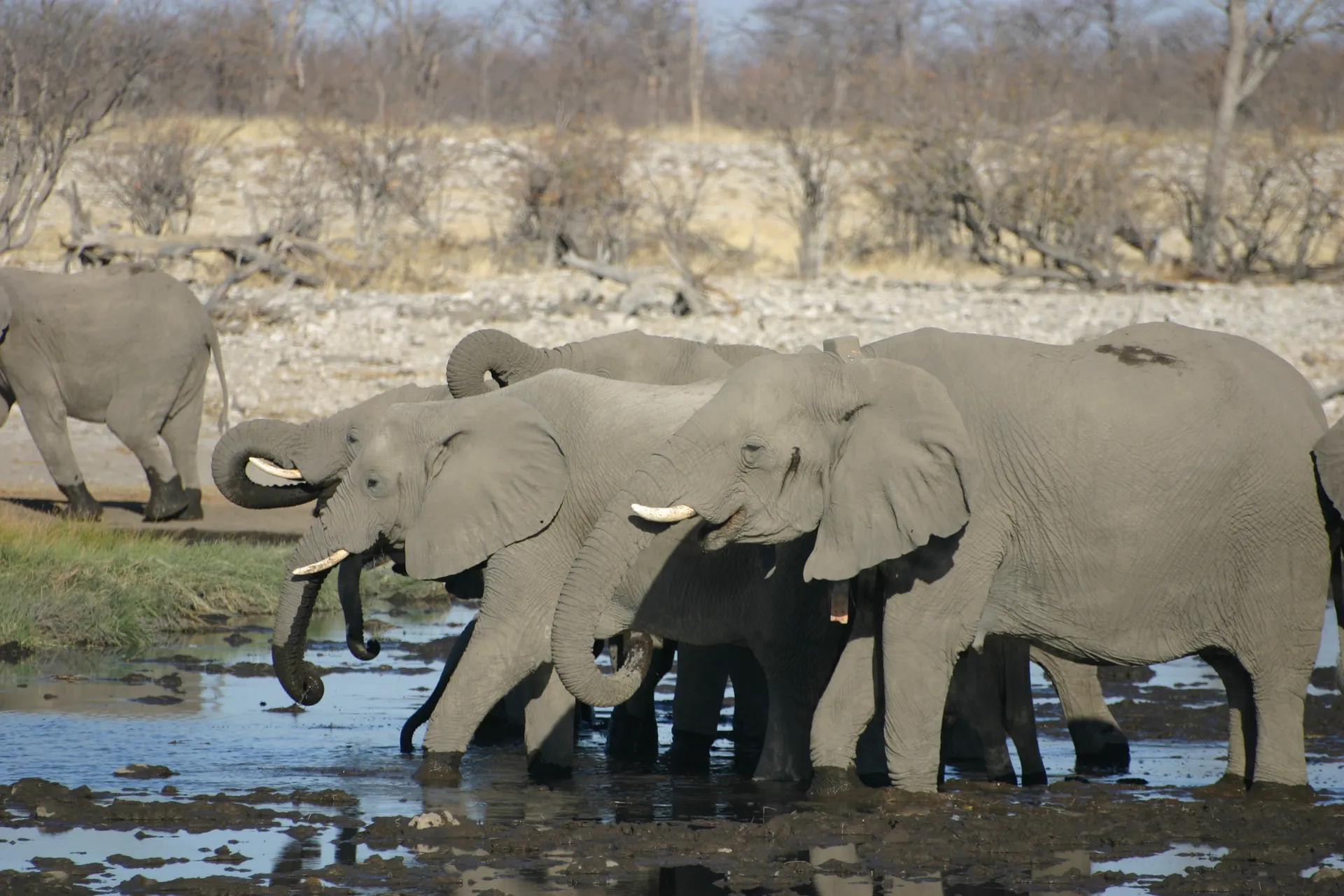 De olifanten hebben er plezier in: drinken en badderen [Etosha park]