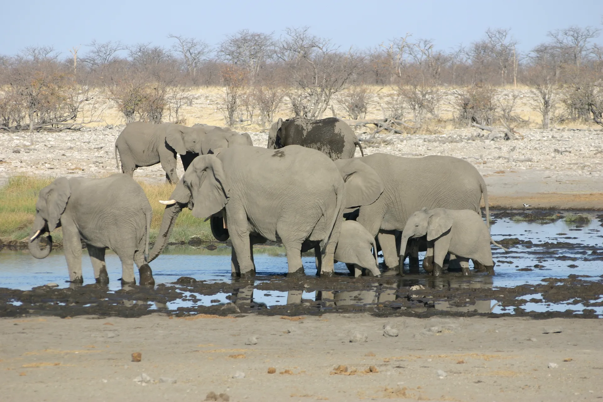 De jonge olifanten doen net zo hard mee als de volwassen dieren [Etosha park]