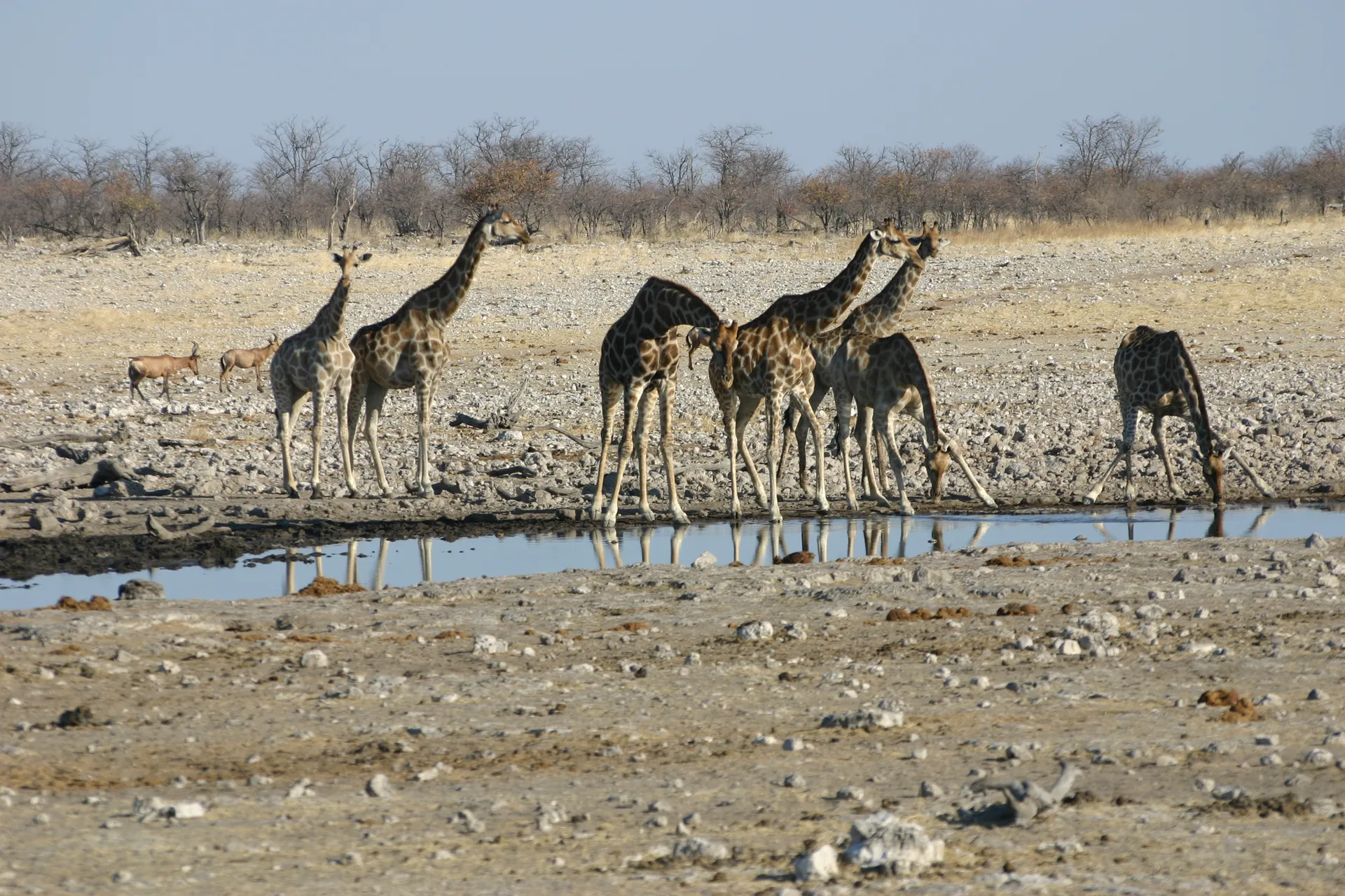 Voor giraffen is water drinken een moeizame aangelegenheid [Etosha park]