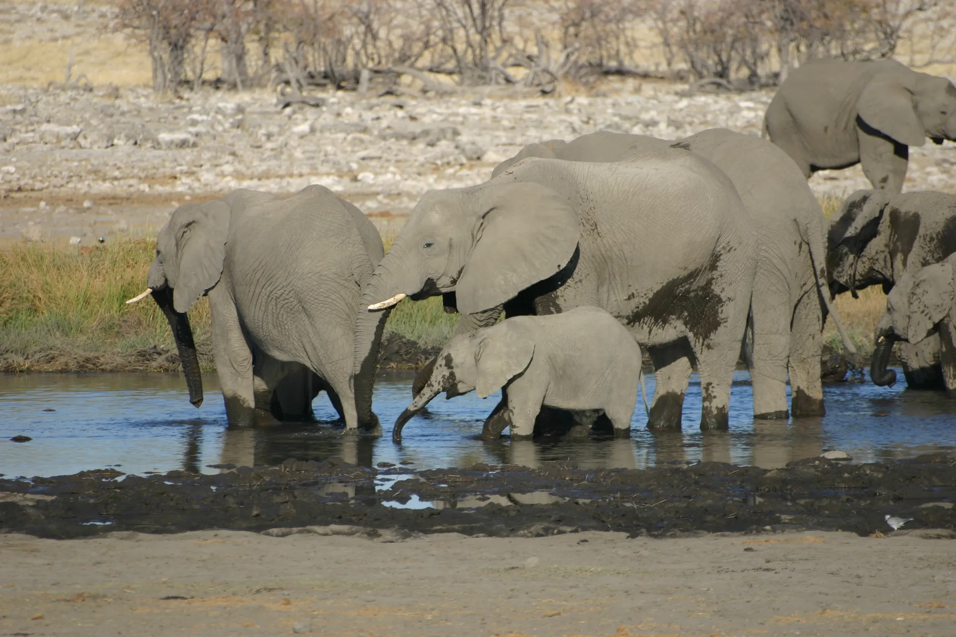 Na het drinken begint het modderbad [Etosha park]