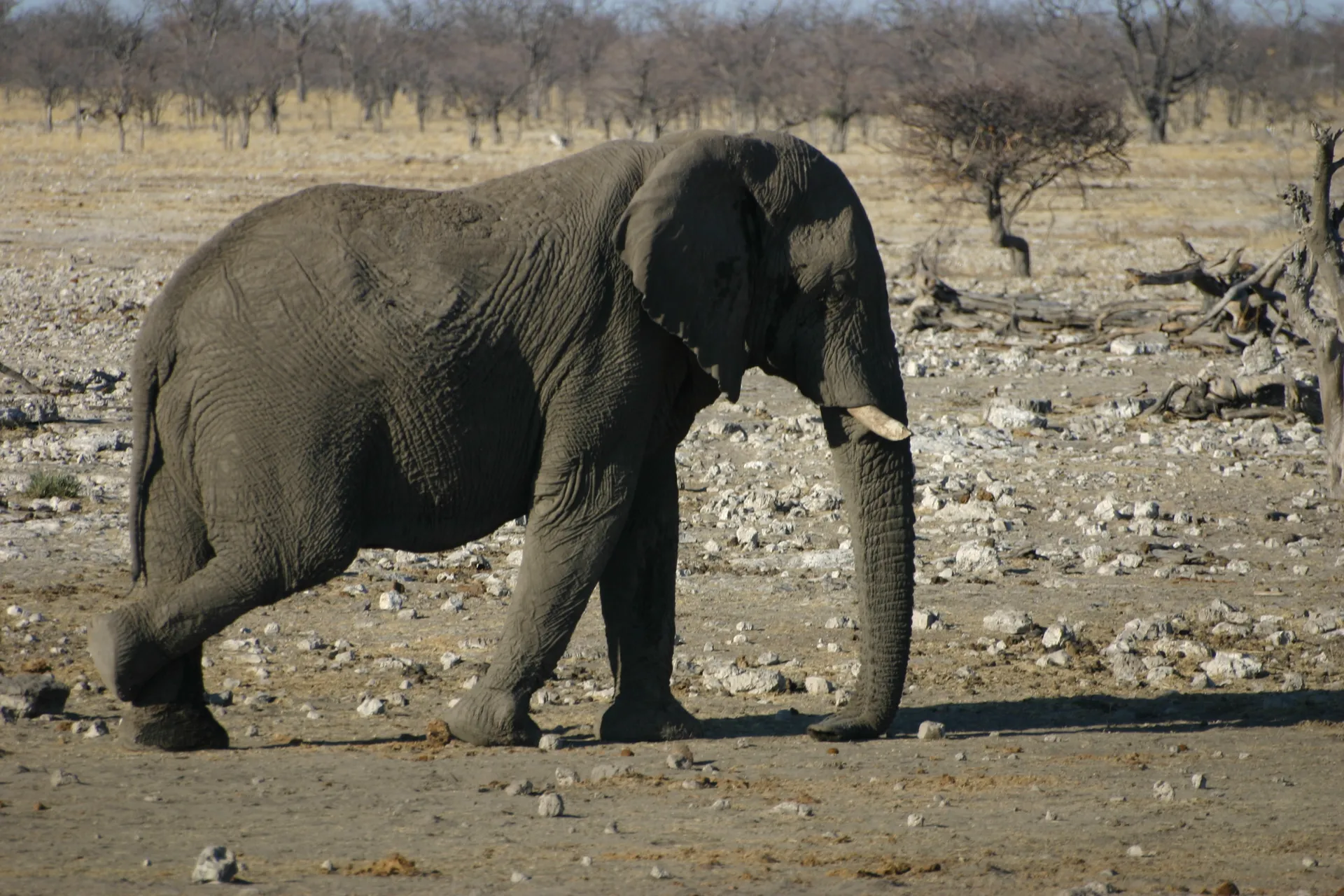 Een olifantenbul komt langzaam dichterbij, balancerend op drie poten als een circusartiest [Etosha park]