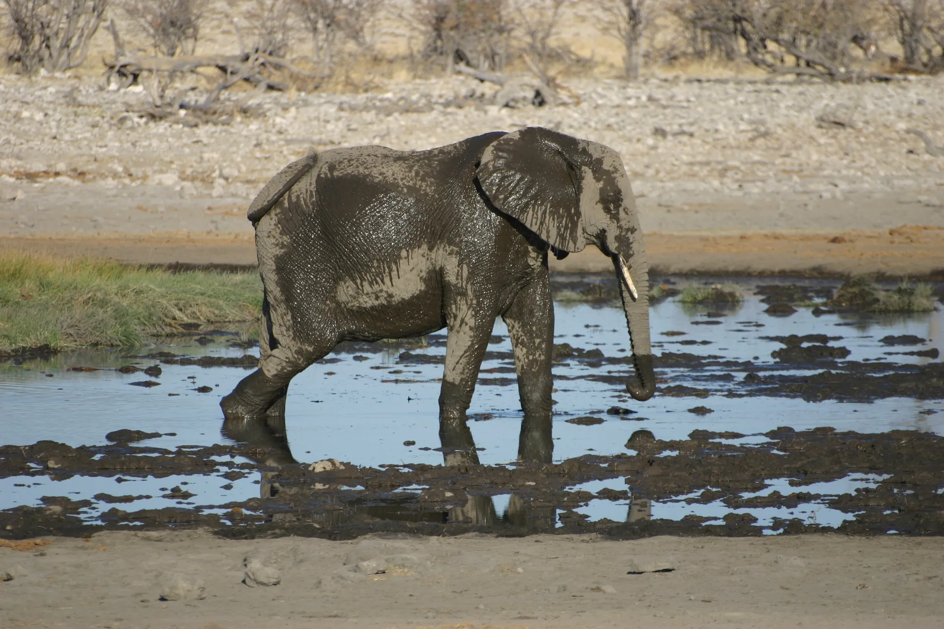 Steeds meer modder … [Etosha park]