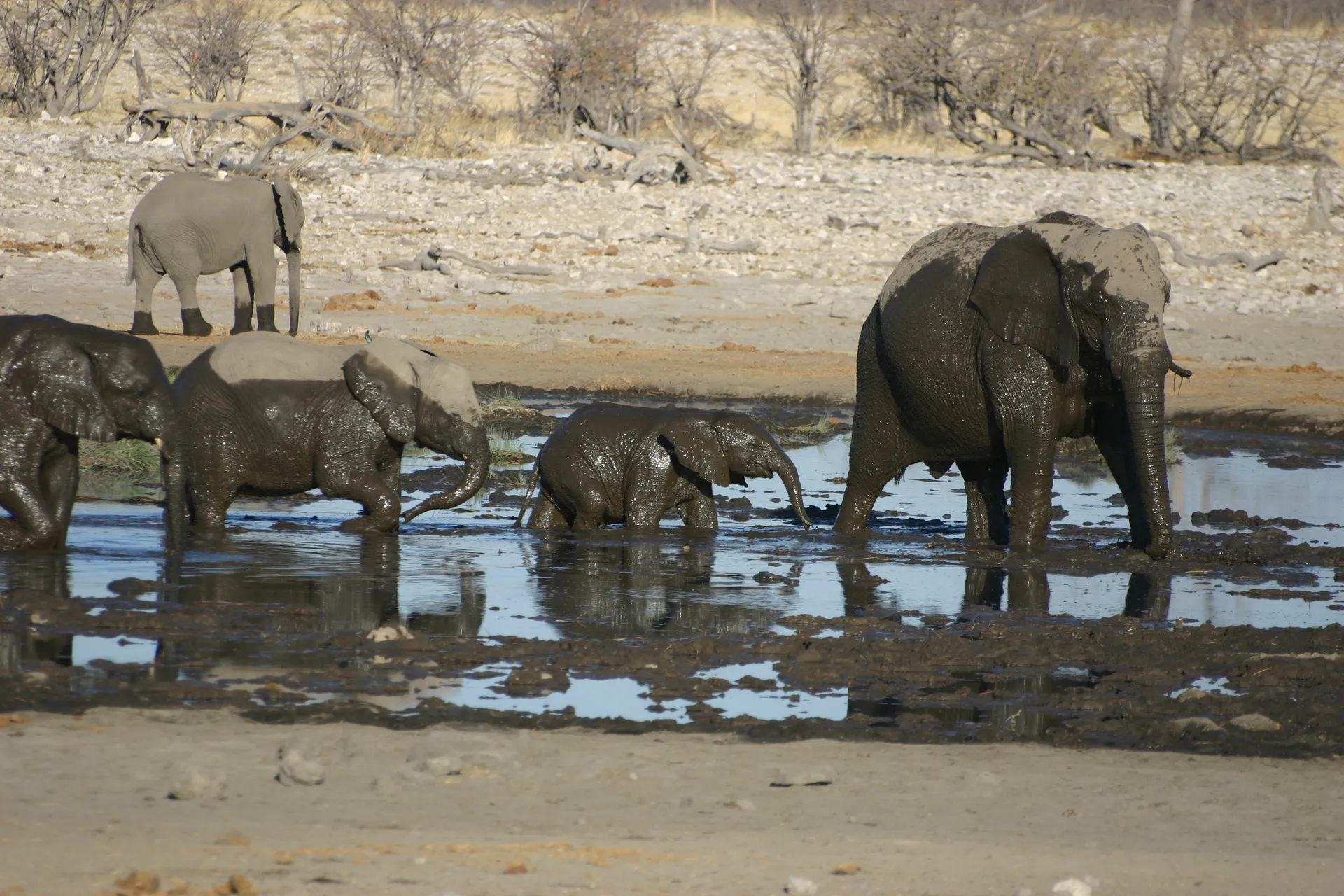 Olifantenfamilie na het modderbad [Etosha park, Namibië]