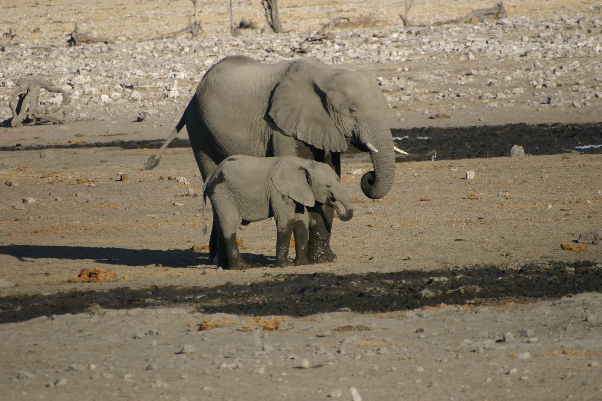 Je hoeft niet te vragen wie de moeder is! [Etosha park]