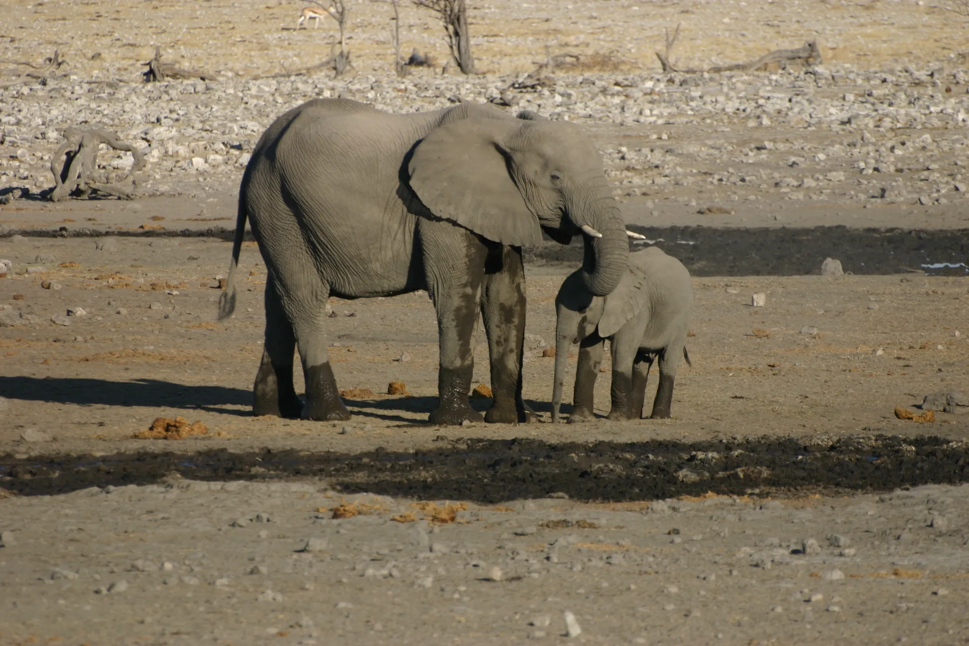 Moederliefde onder olifanten [Etosha park]