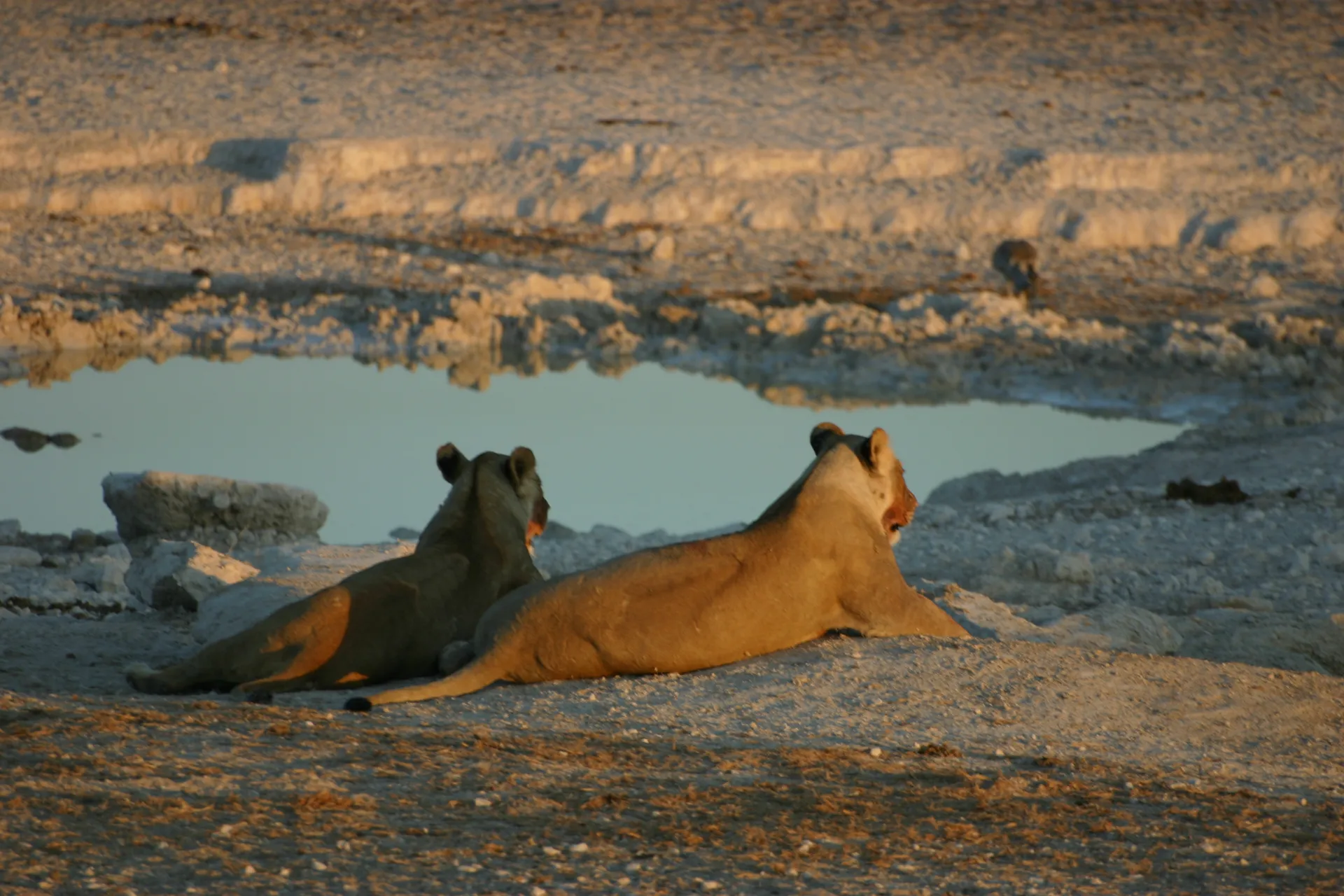 Twee leeuwen nabij een drinkplaats, let op de bebloede snuiten [Etosha park]