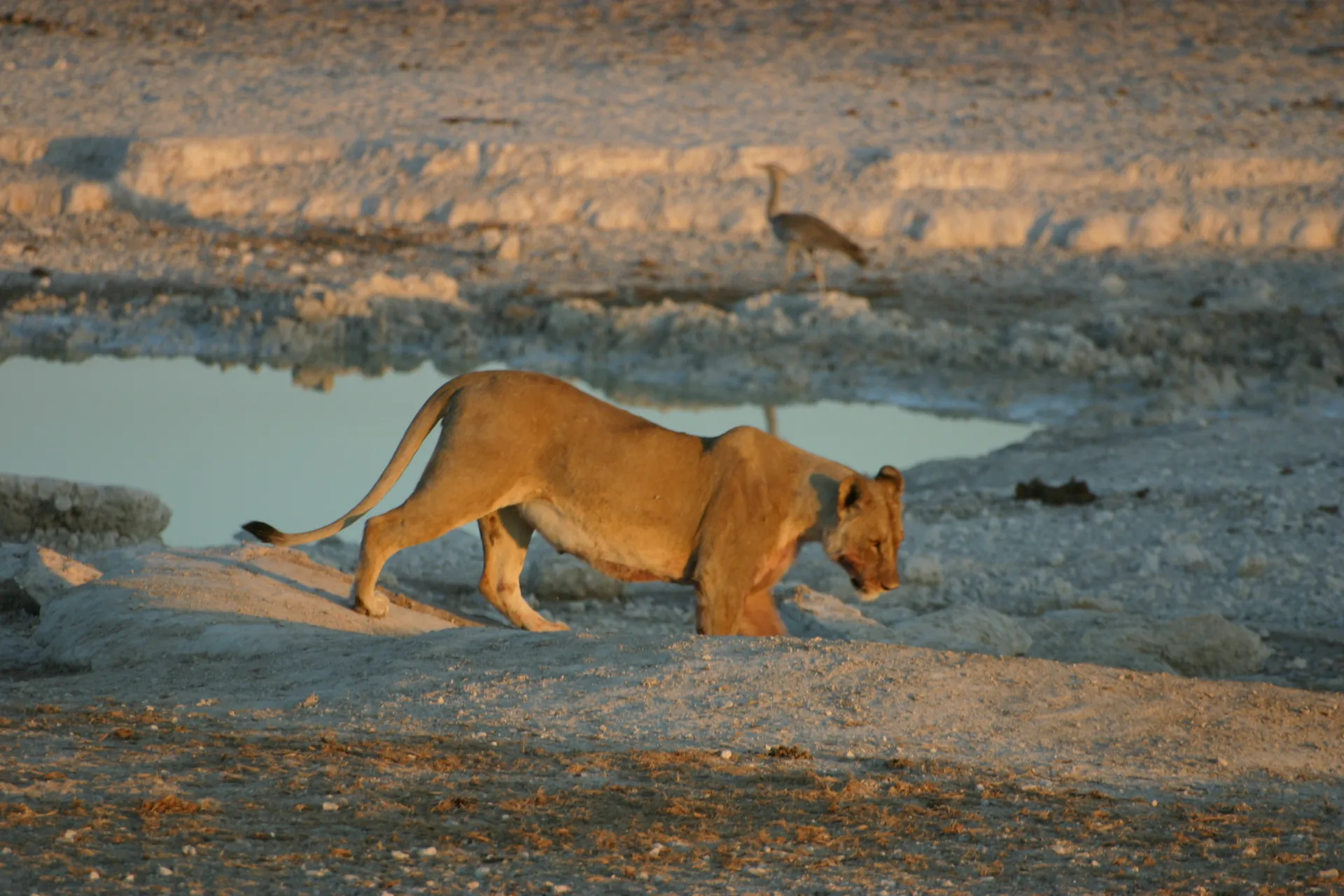 Even afdalen naar de resten van de prooi [Etosha park]