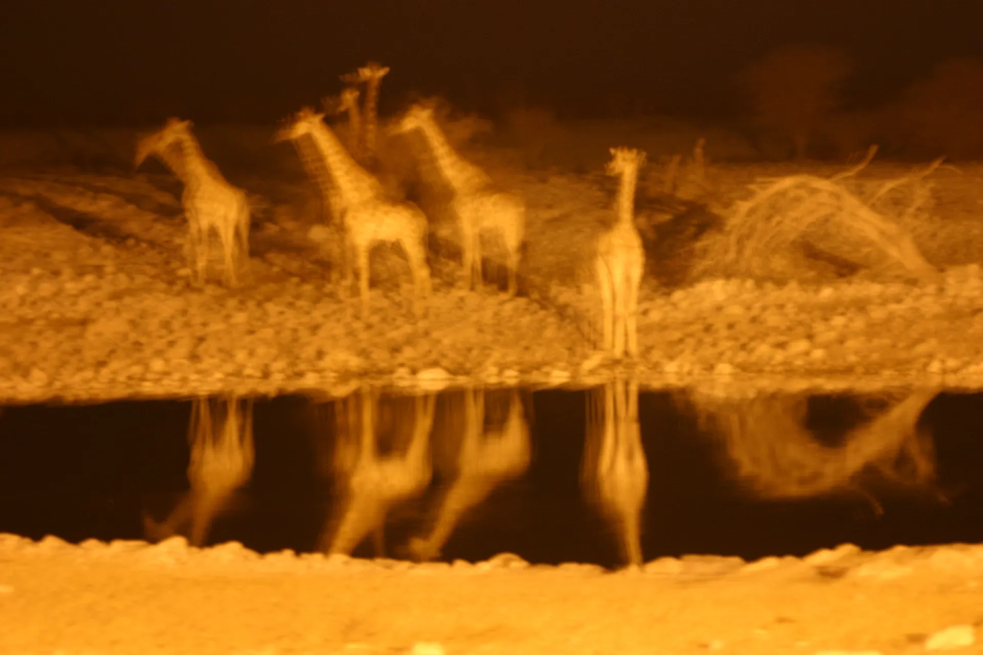 Giraffen \’s avonds bij de verlichte waterplaats van camping Okaukuejo (tijdopname) [Etosha park]