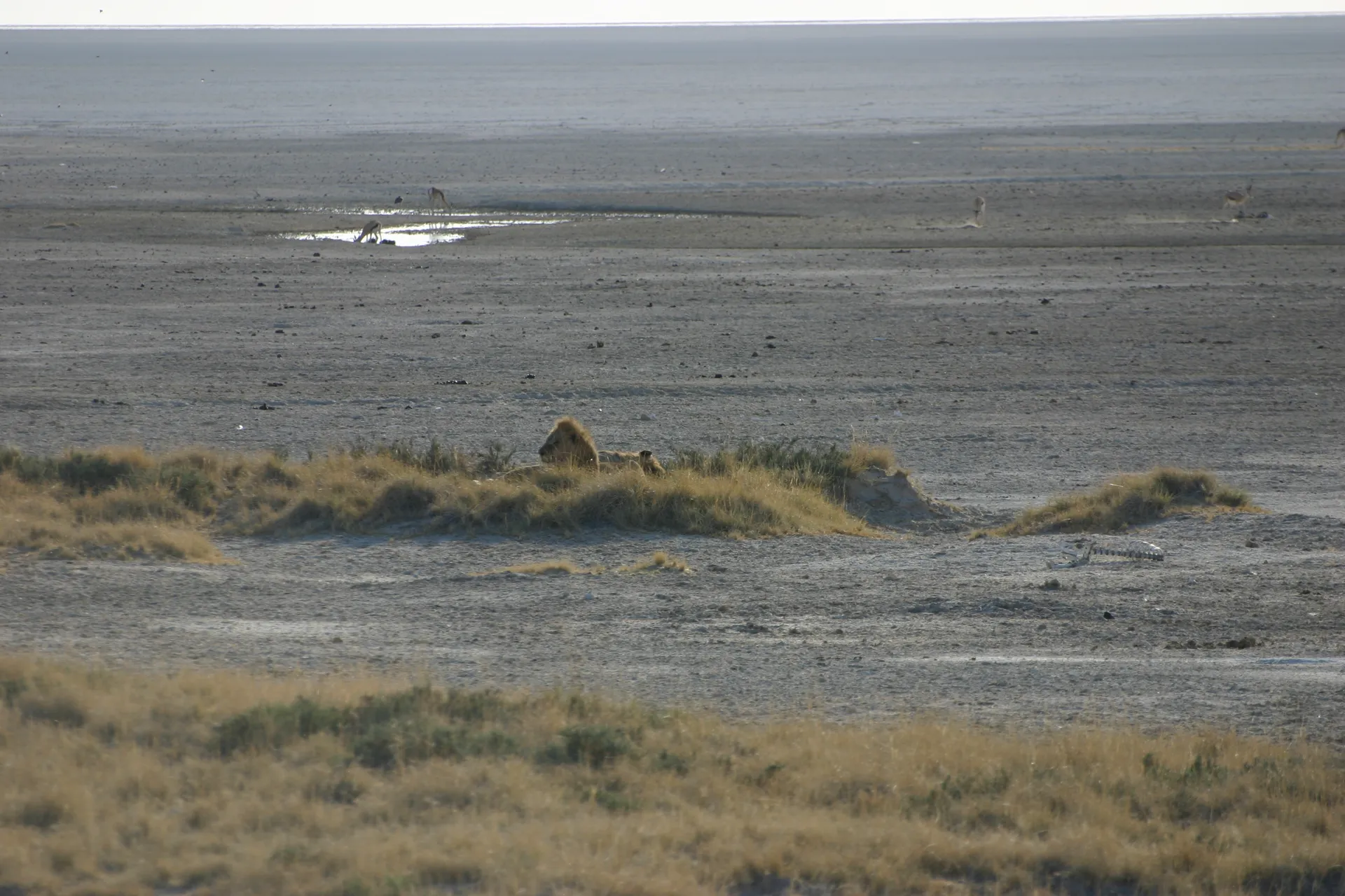 Een paar verzadigde leeuwen rust uit van de maaltijd, zonder belangstelling voor de antilopen op de achtergrond [Etosha park]