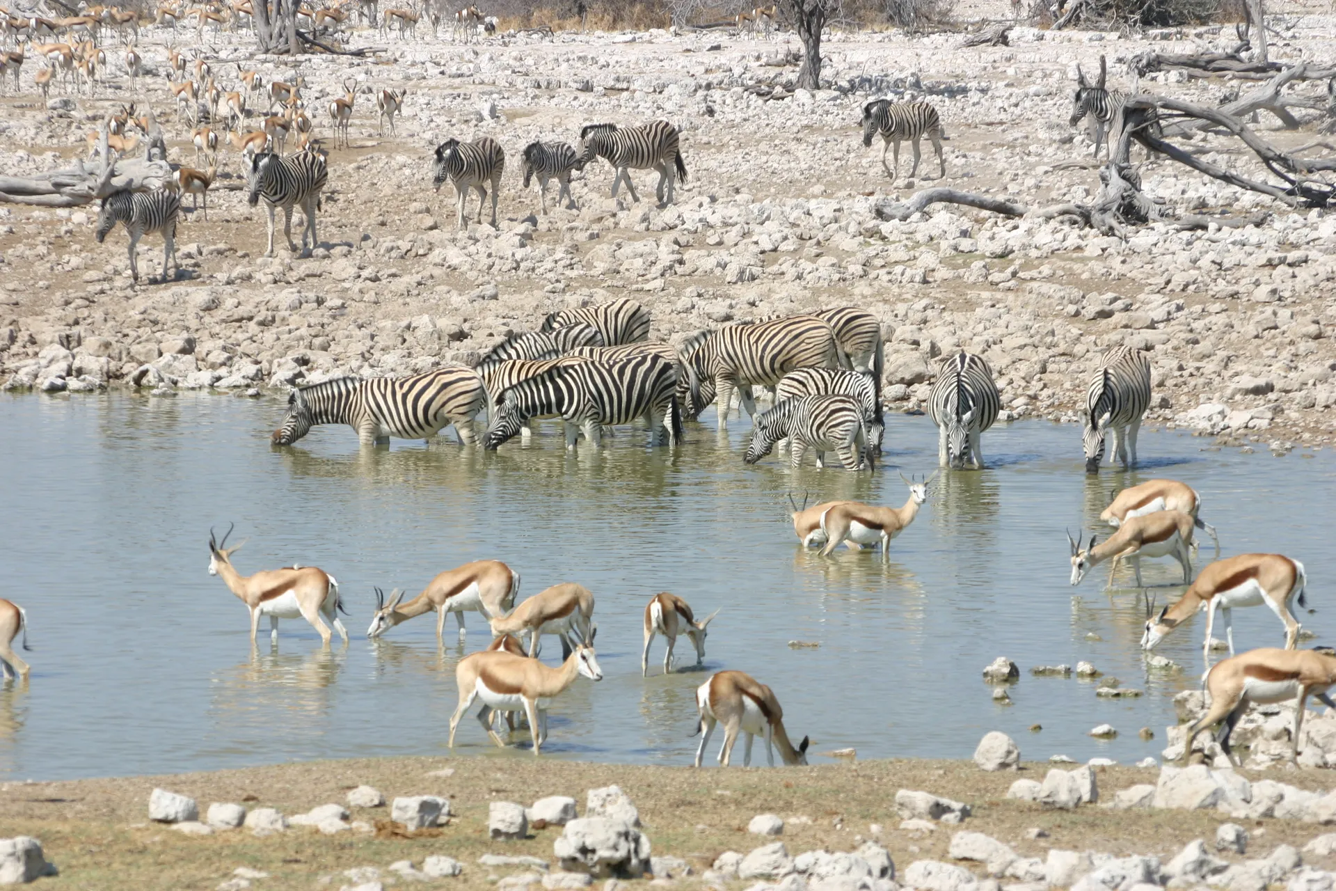 Drinkende zebra\’s bij de waterplaats van camping Okaukuejo [Etosha park]