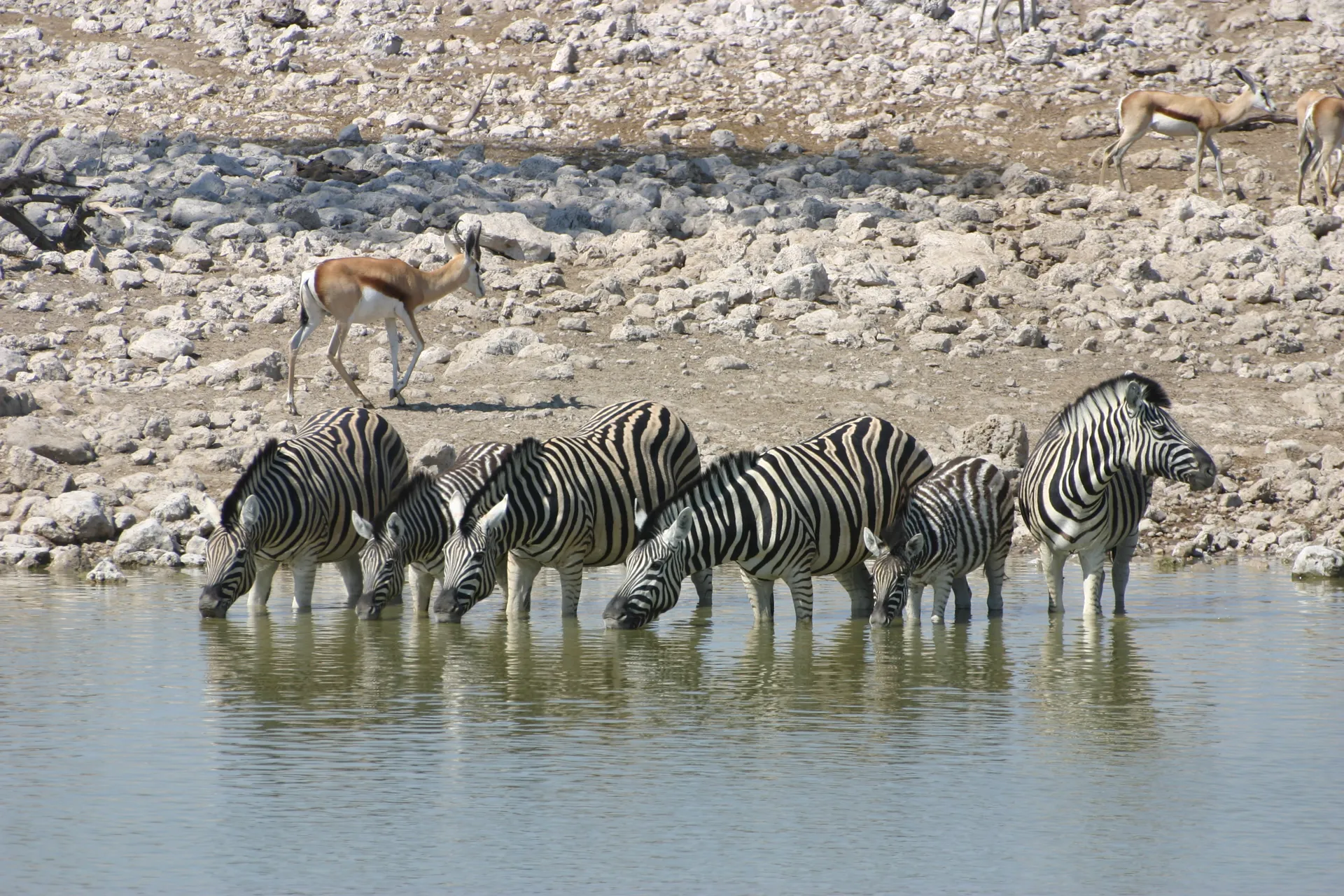 Zebra’s strak in de rij [Etosha park, Namibië]