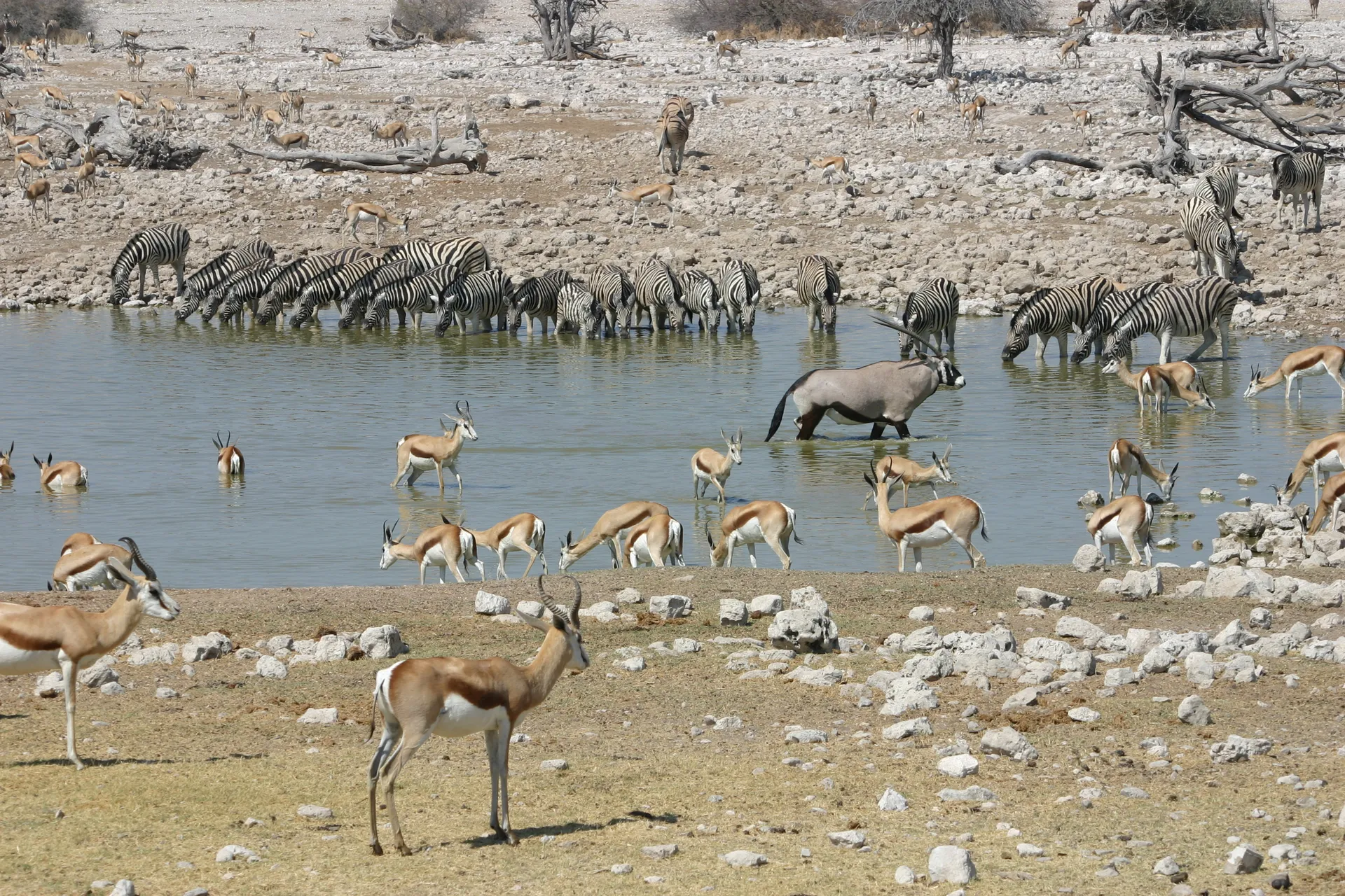 Zebra’s, springbokken en gemsbok aan de waterplaats [Etosha park, Namibië]