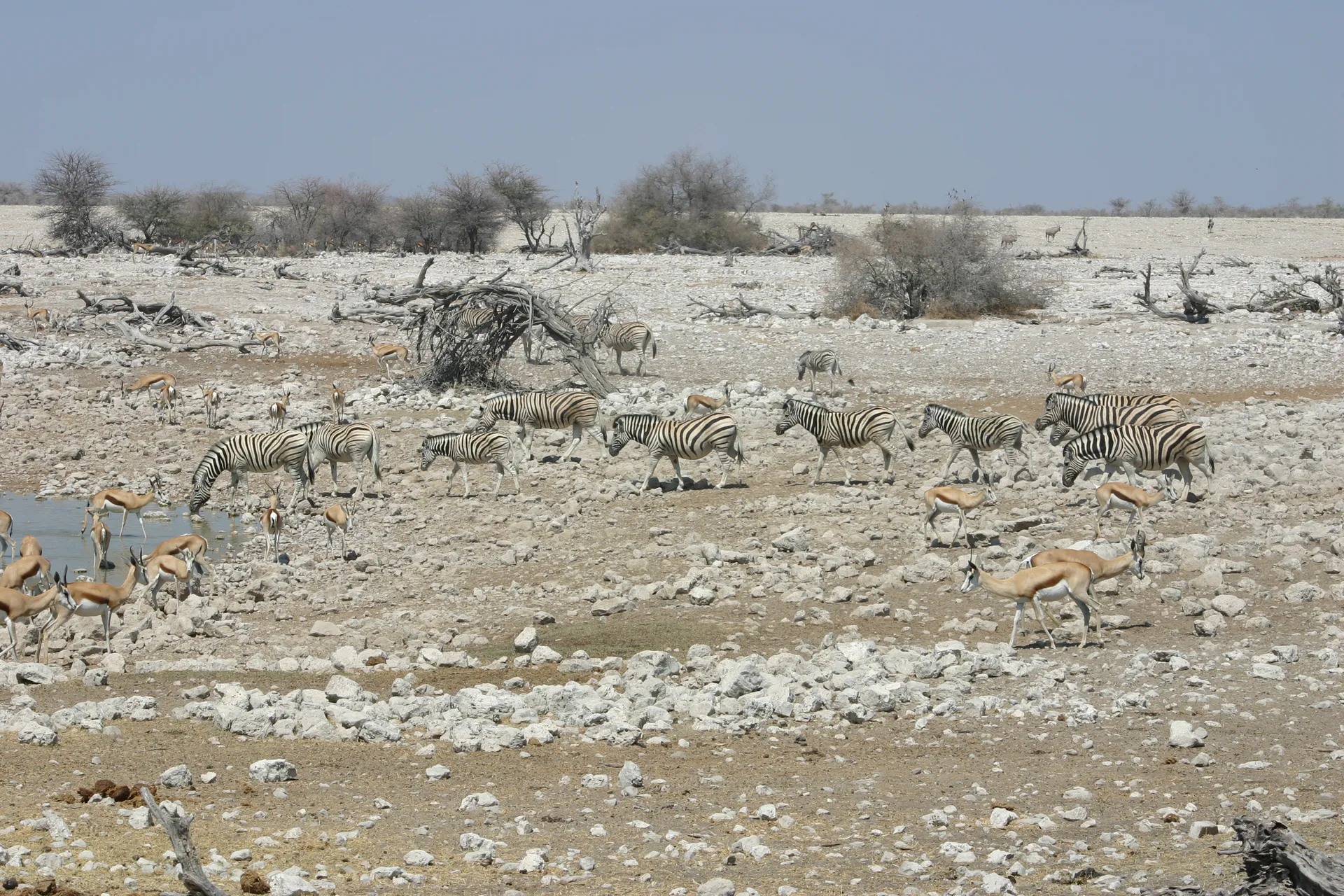 Groepjes zebra\’s komen doorlopend aan bij de waterplaats van camping Okaukuejo [Etosha park]