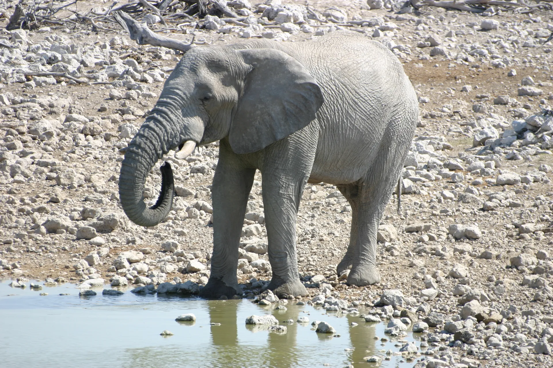 Olifanten-bul bij de waterplaats van camping Okaukuejo: eerst drinken … [Etosha park]