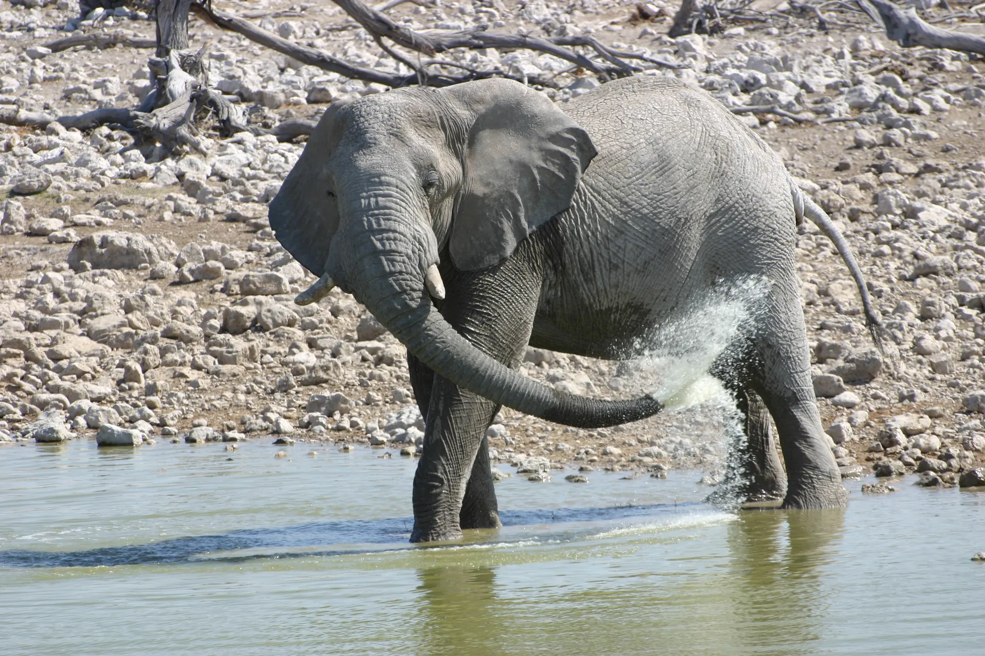 Handig zo‘n slurf [Etosha park, Namibië]