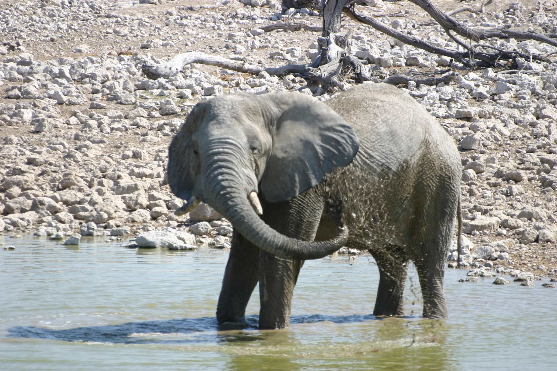 … dan modder erover …  [waterplaats Okaukuejo, Etosha park]