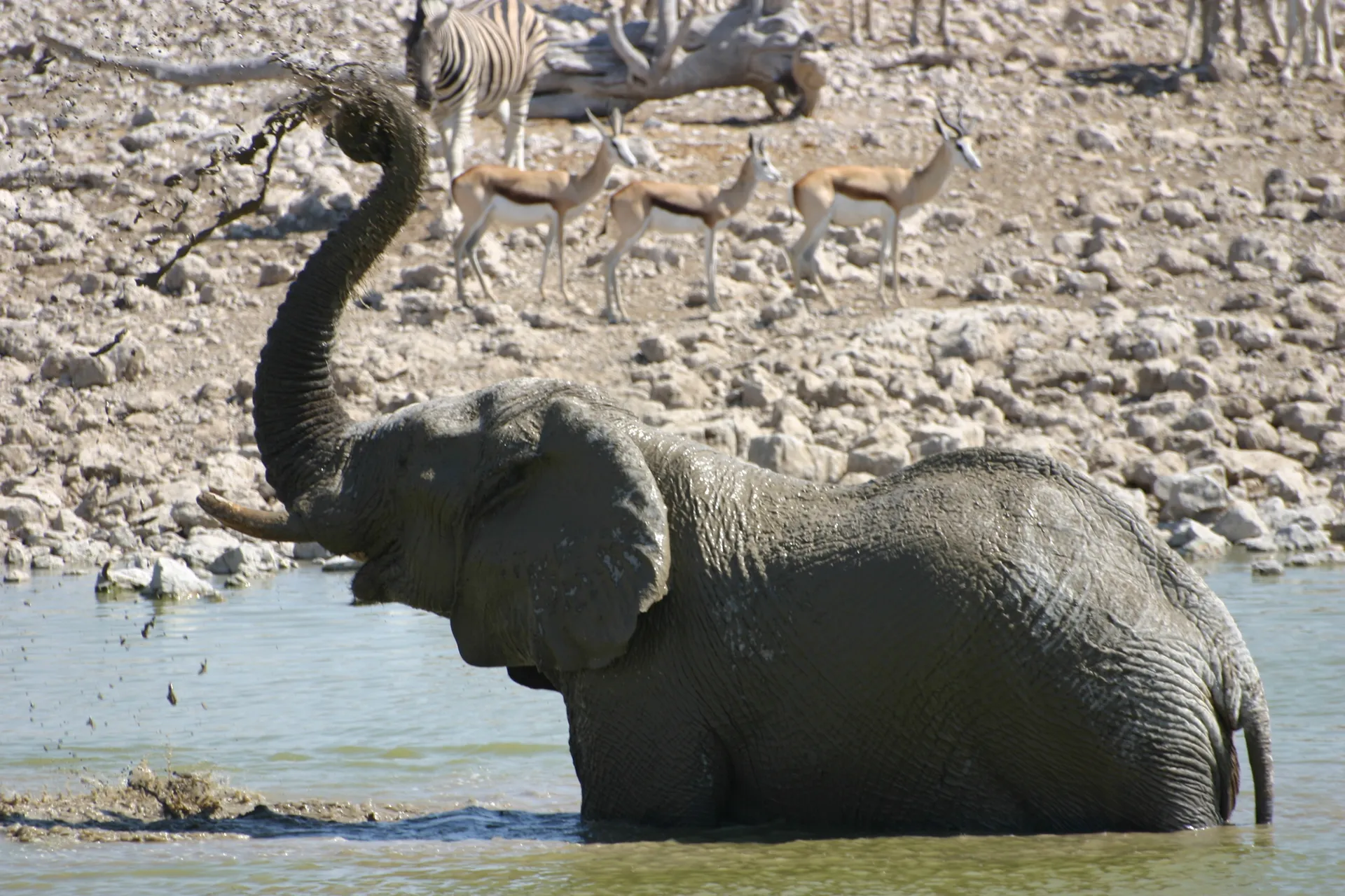 … zodat je ten slotte glimmend "schoon" bent [waterplaats Okaukuejo, Etosha park]