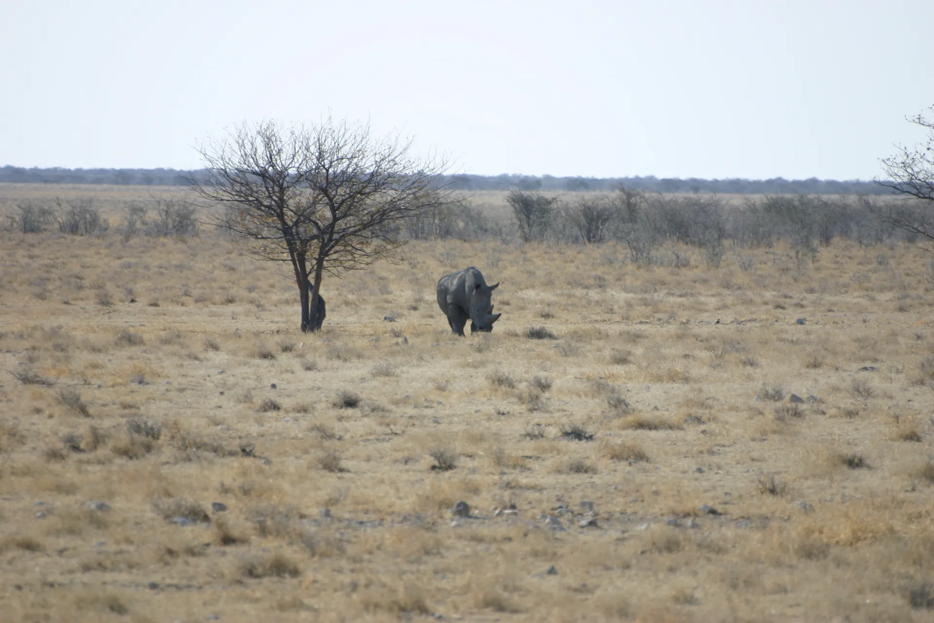 Witte neushoorn [Etosha park, Namibië]
