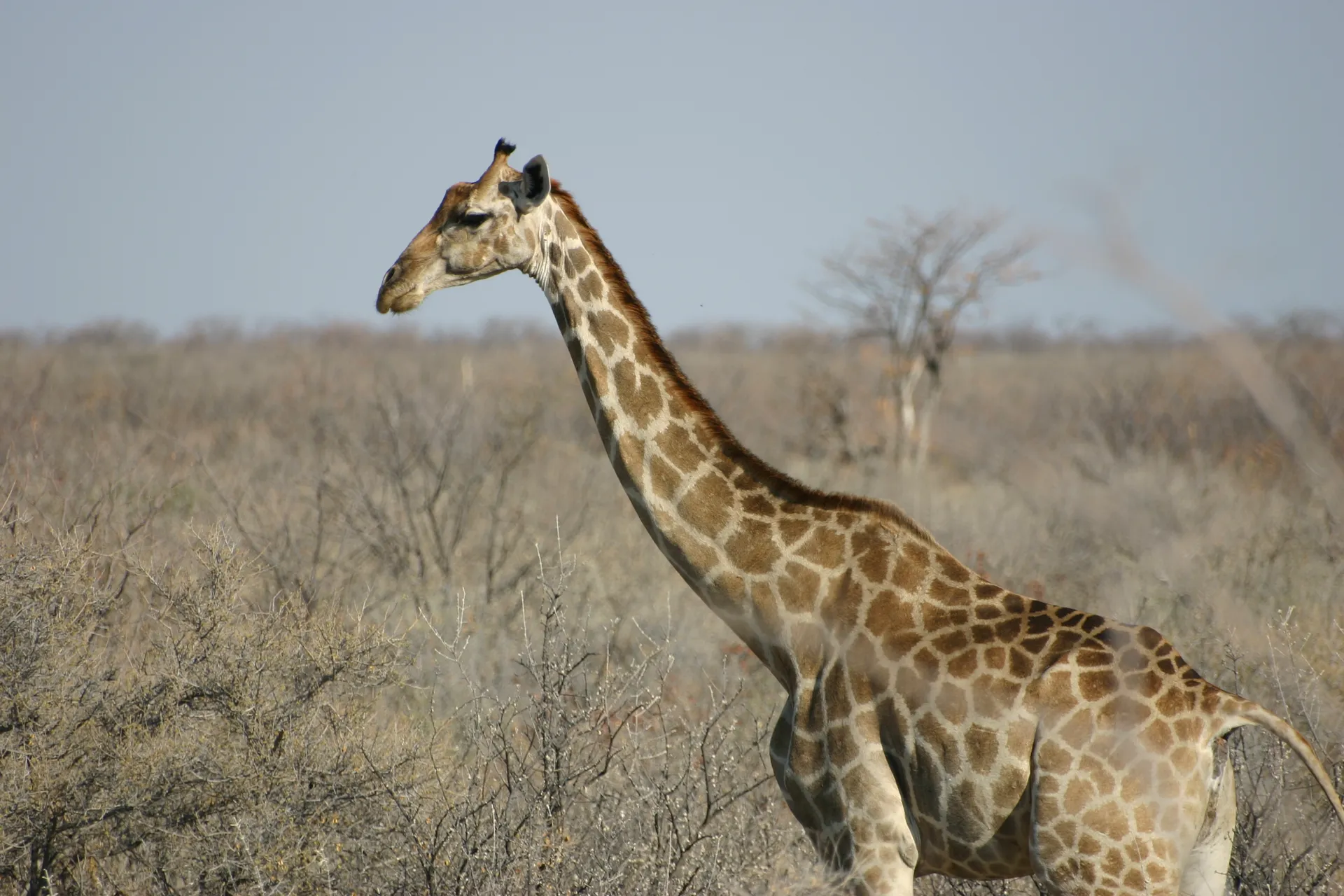 Giraffekop van dichtbij [Etosha park]