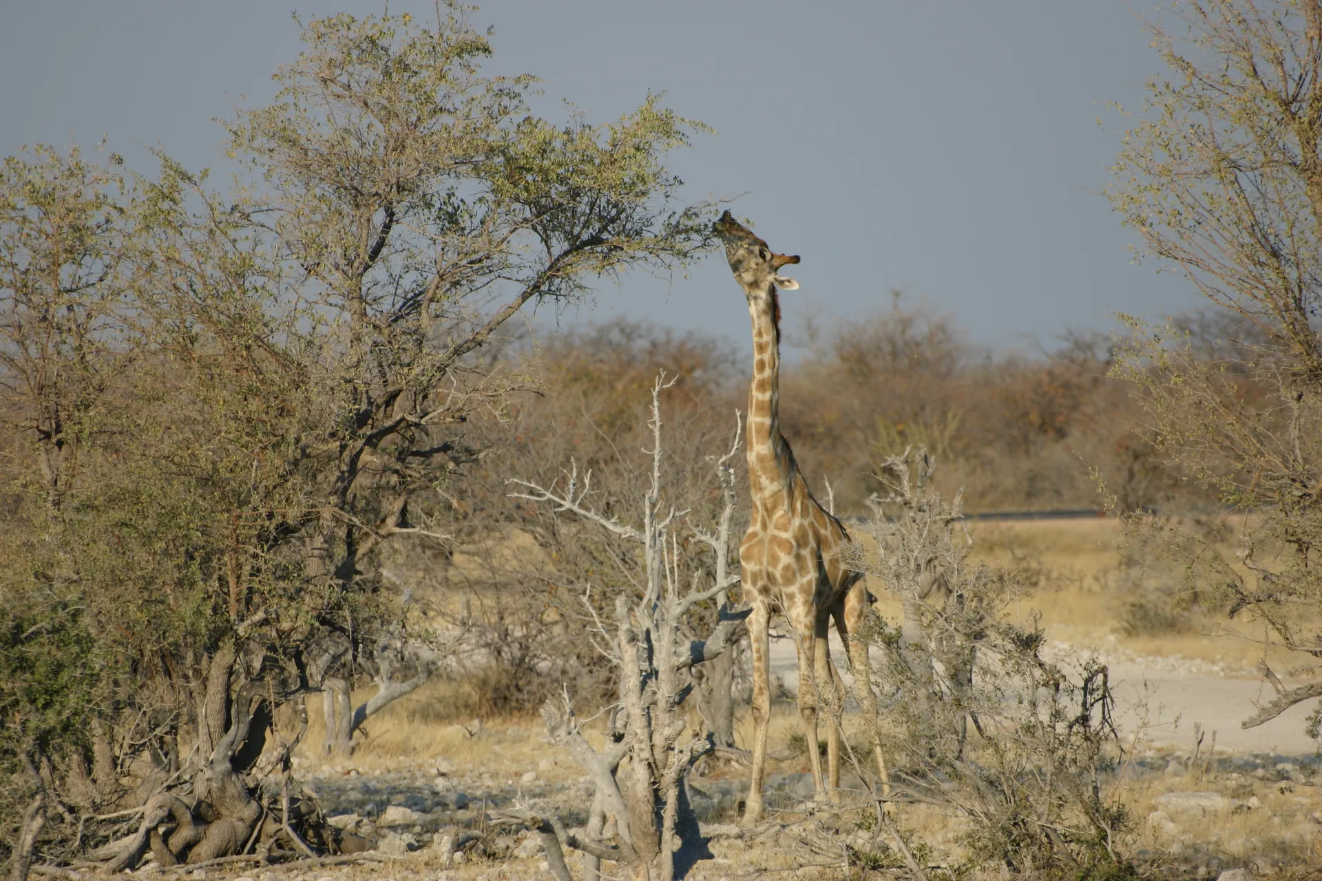 De lekkerste blaadjes zitten altijd het verste weg [Etosha park]