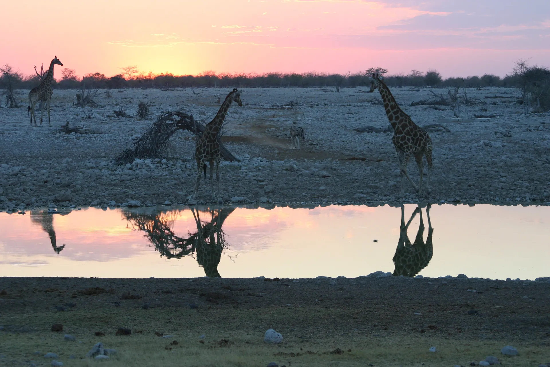 Giraffen bij zonsondergang bij de waterplaats van camping Okaukuejo [Etosha park]