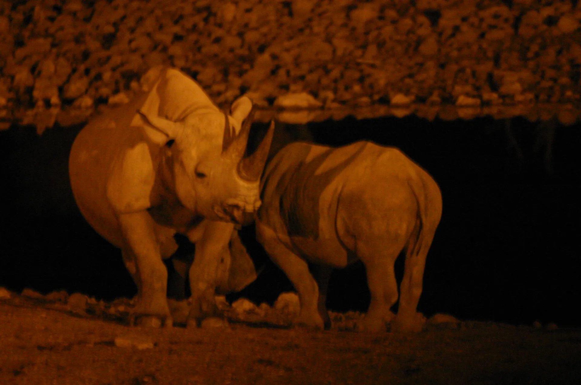 Zwarte of puntlip-neushoorn met jong bij de verlichte waterplaats van camping Okaukuejo [Etosha park]