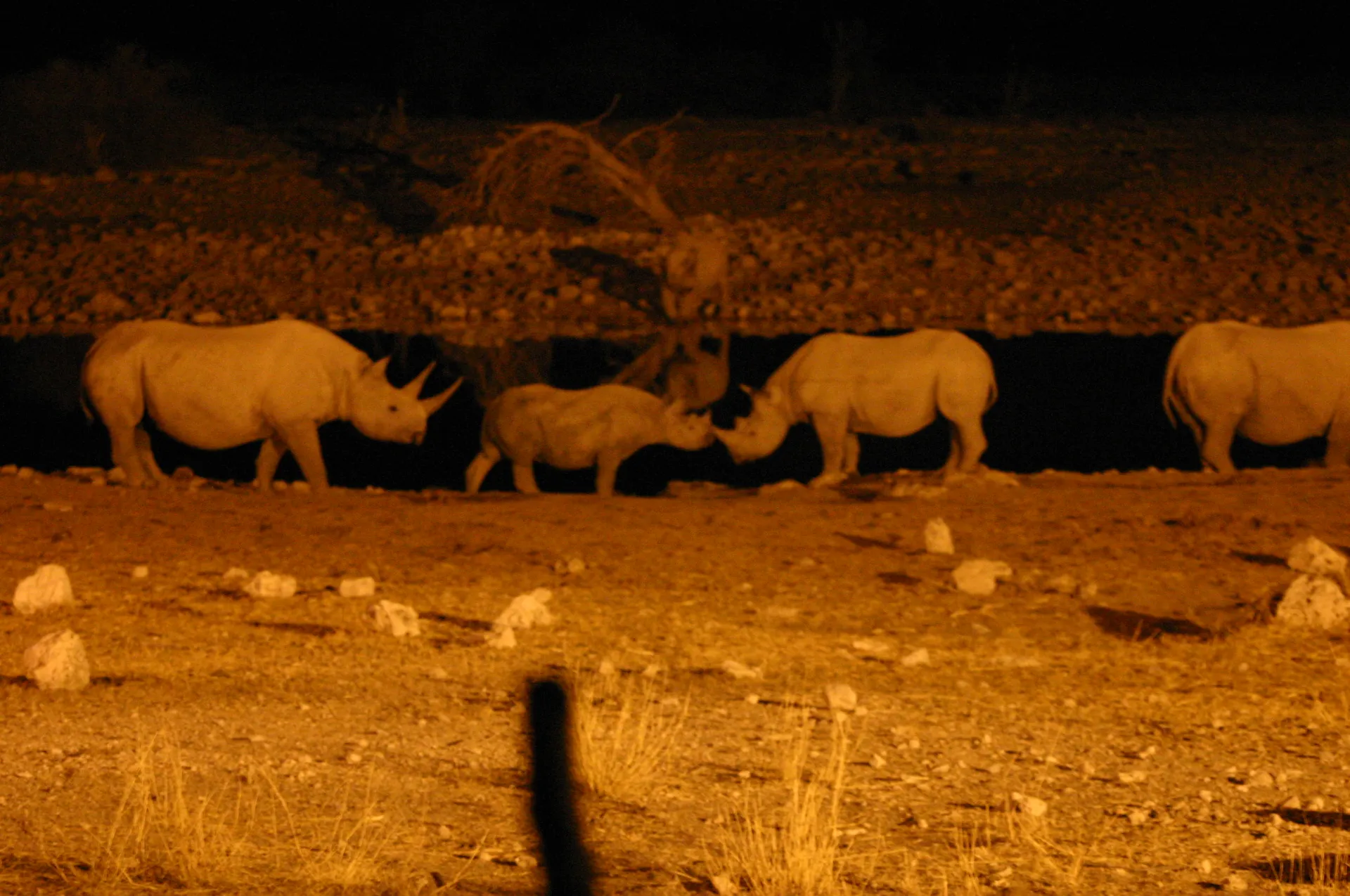Neusje aan neusje [Etosha park, Namibië]